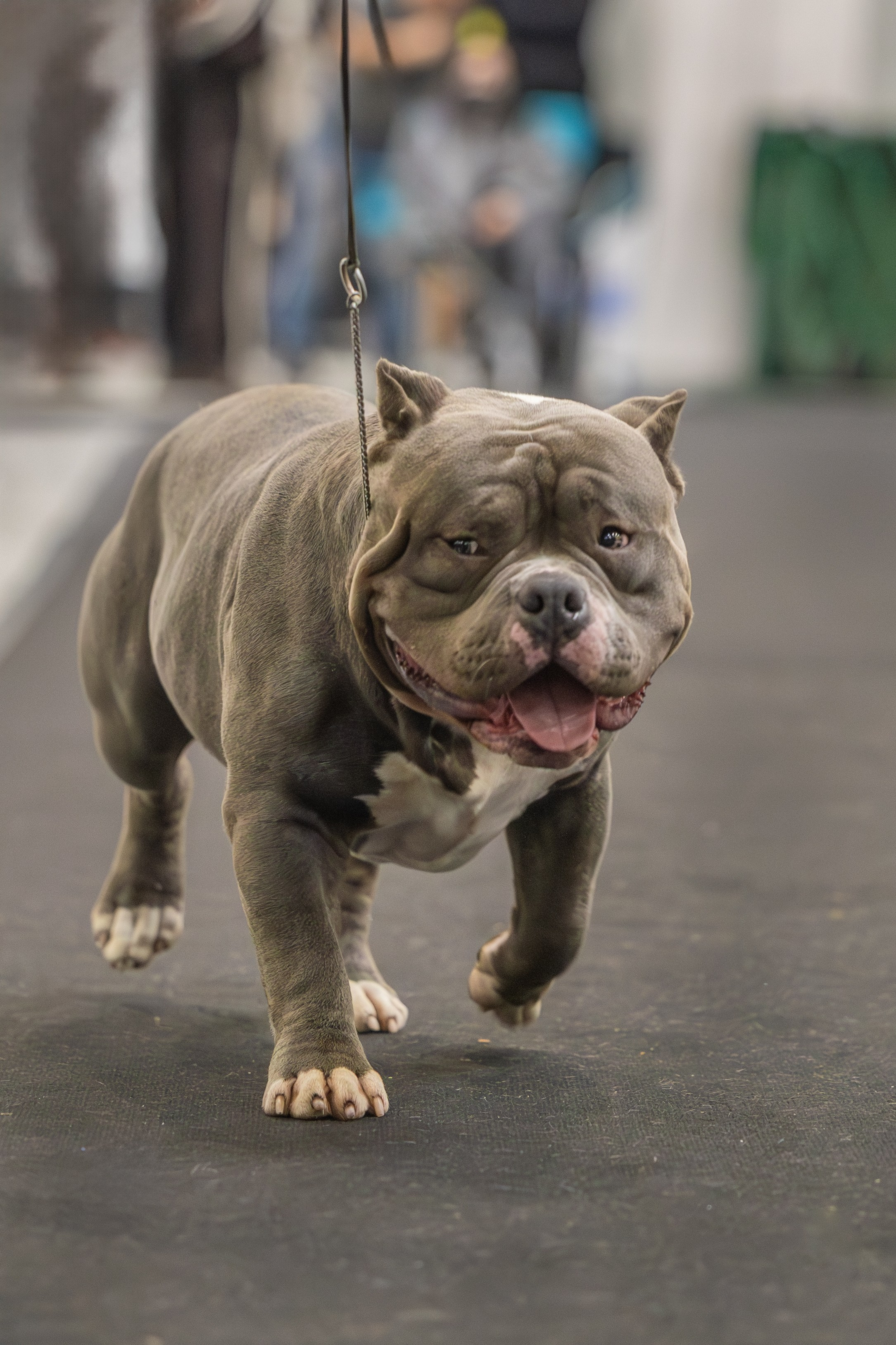 АВКС. Виктория Михайловская. Фотограф-анималист. Москва