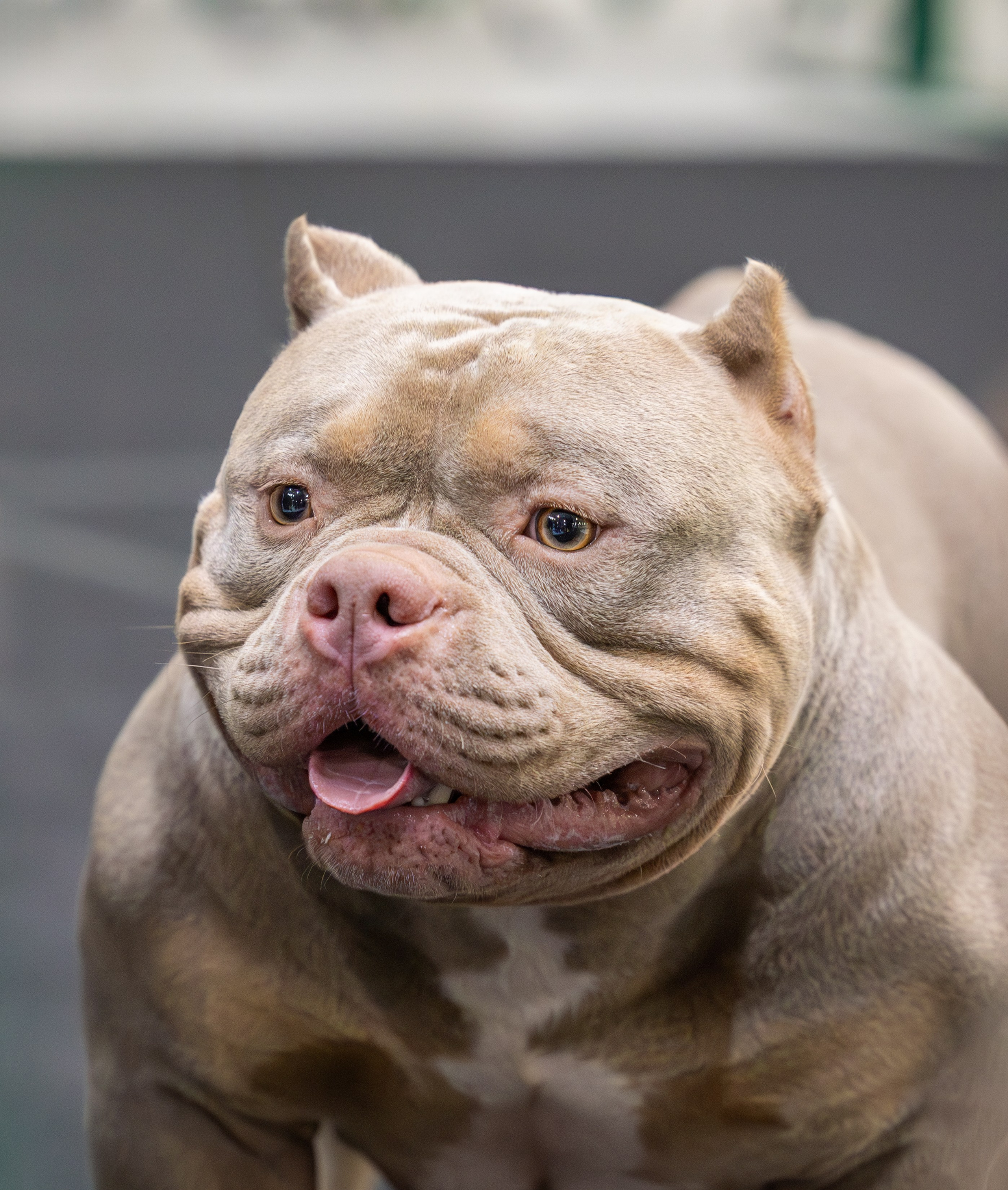 АВКС. Виктория Михайловская. Фотограф-анималист. Москва