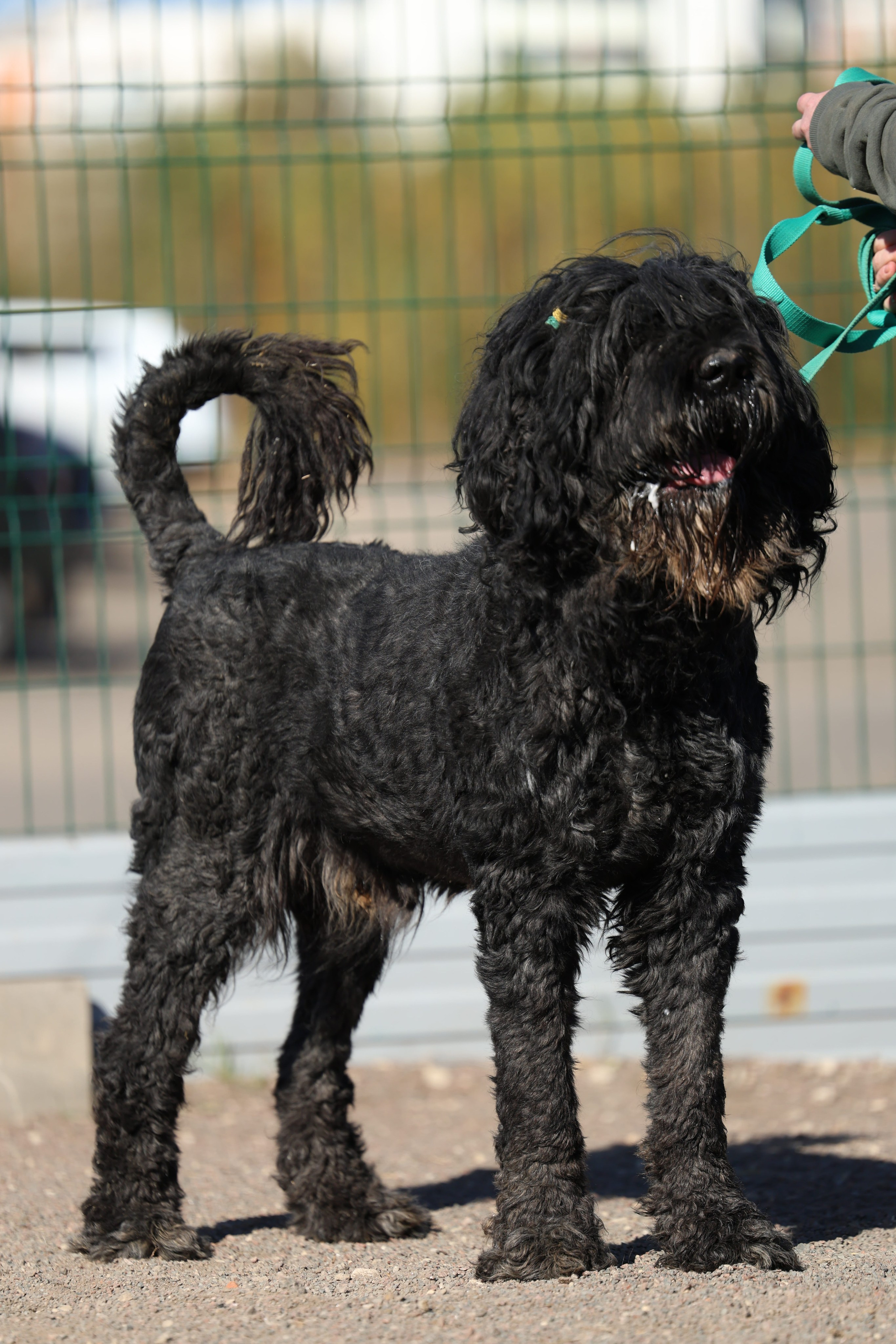 Приют. Виктория Михайловская. Фотограф-анималист. Москва