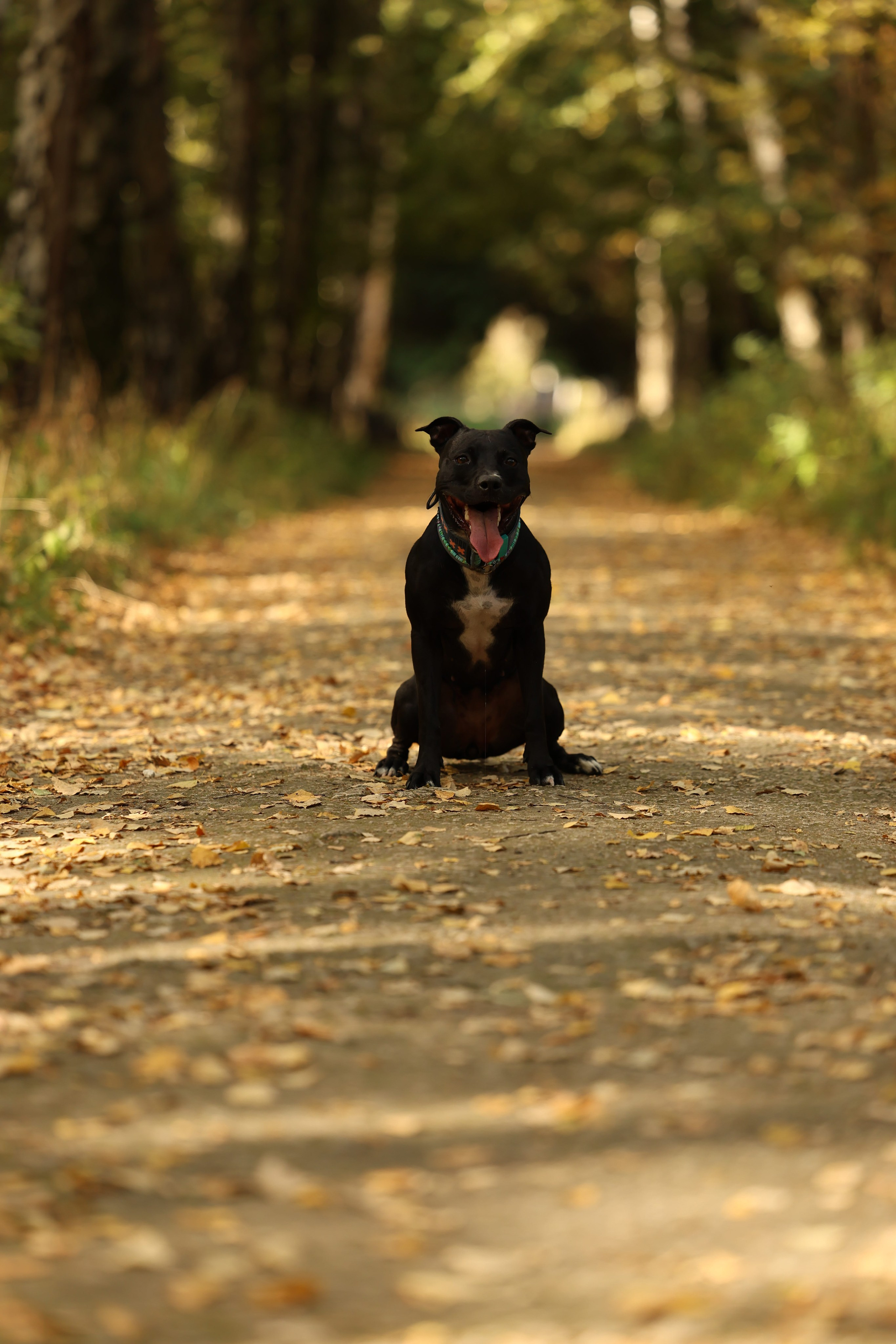 Алена и Бора. Виктория Михайловская. Фотограф-анималист. Москва