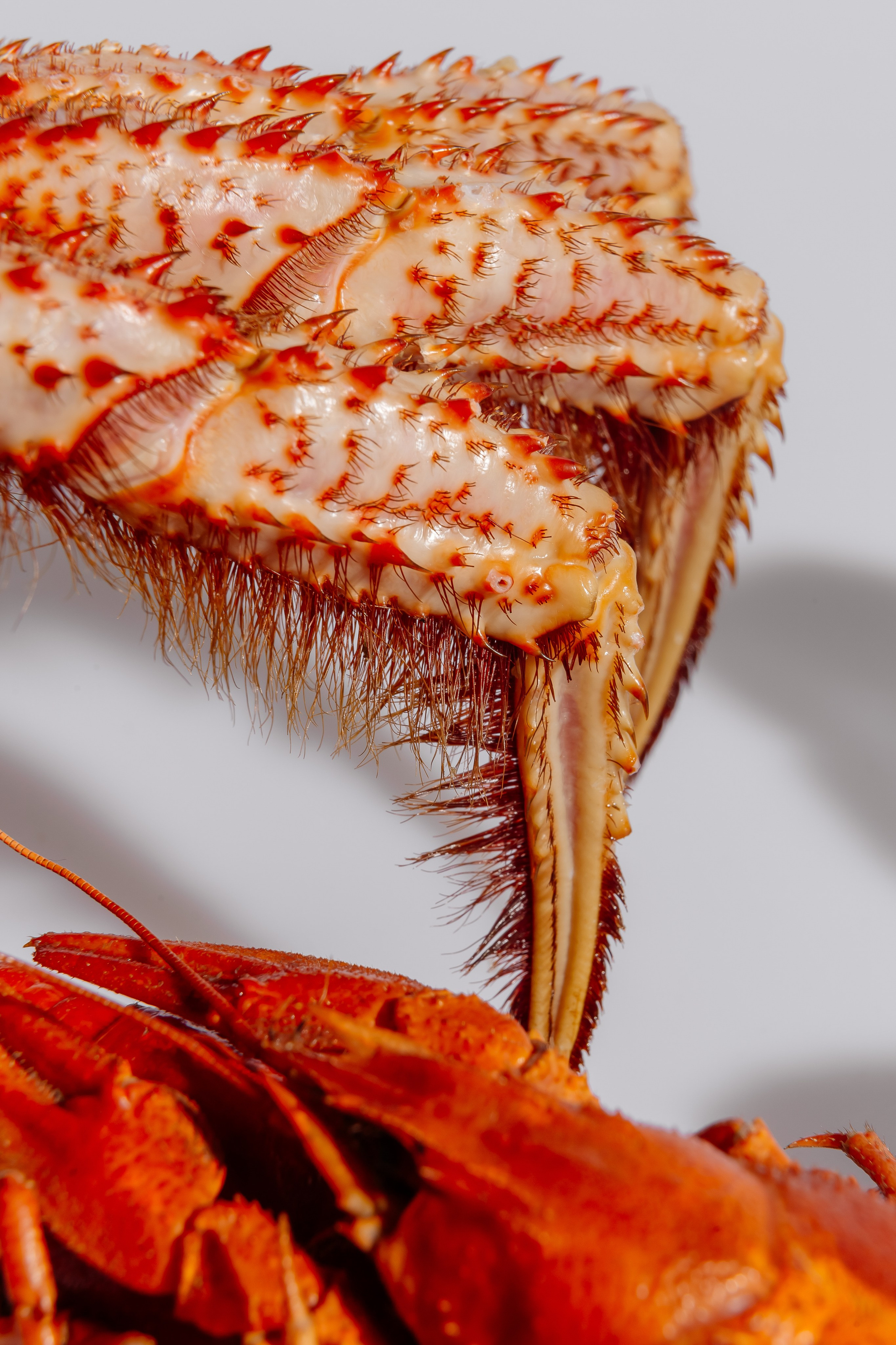 Splash.sea. Профессиональный фотограф Инесса Новикова в Москве