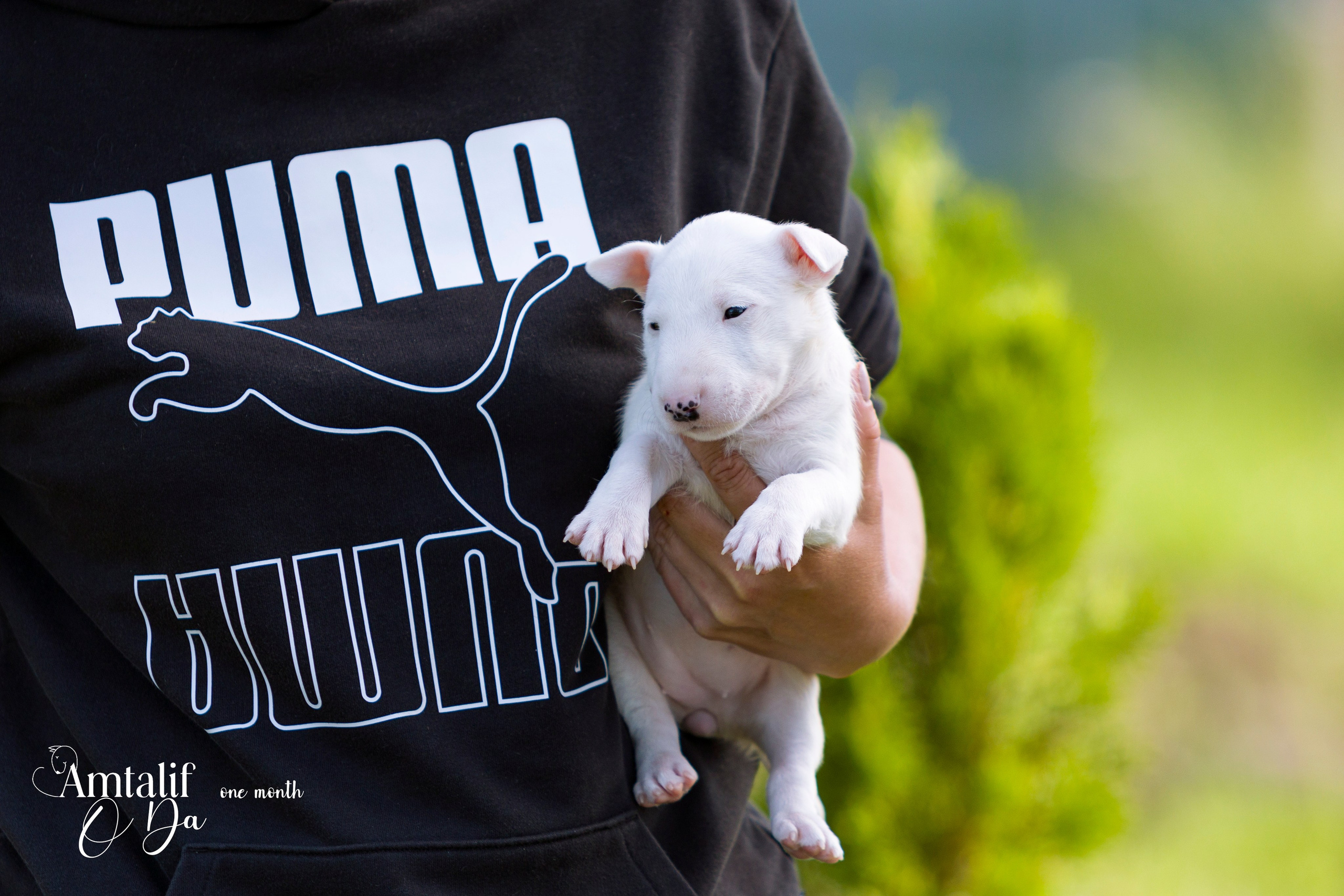 Миниатюрный бультерьер. Фотограф — анималист Татьяна Ли