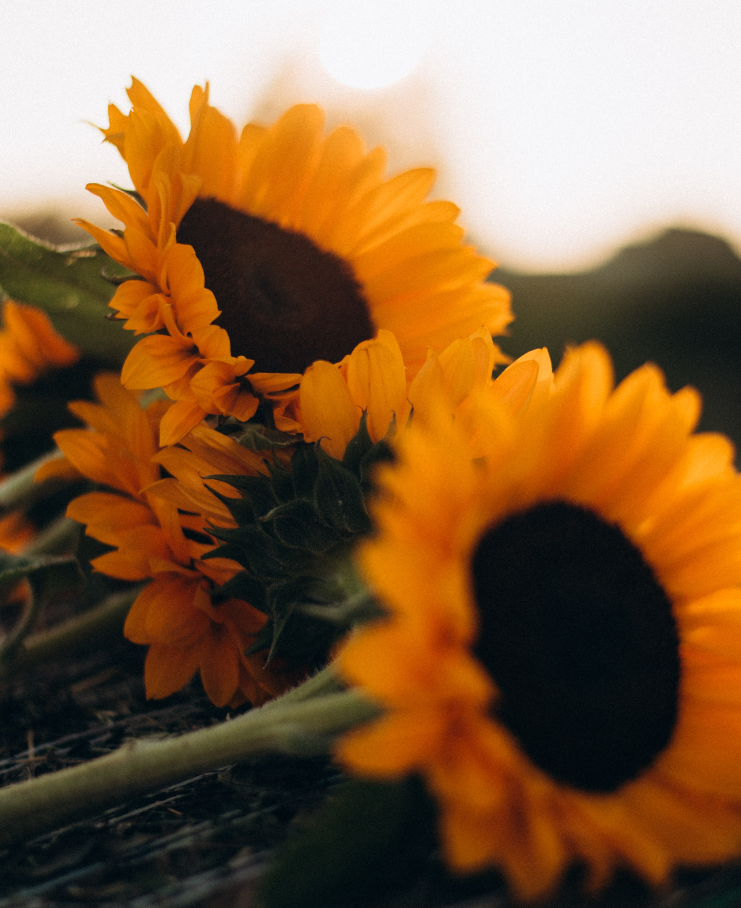 Анна подсолнухи. Фотограф про жизнь. Сергиев Посад, Мск