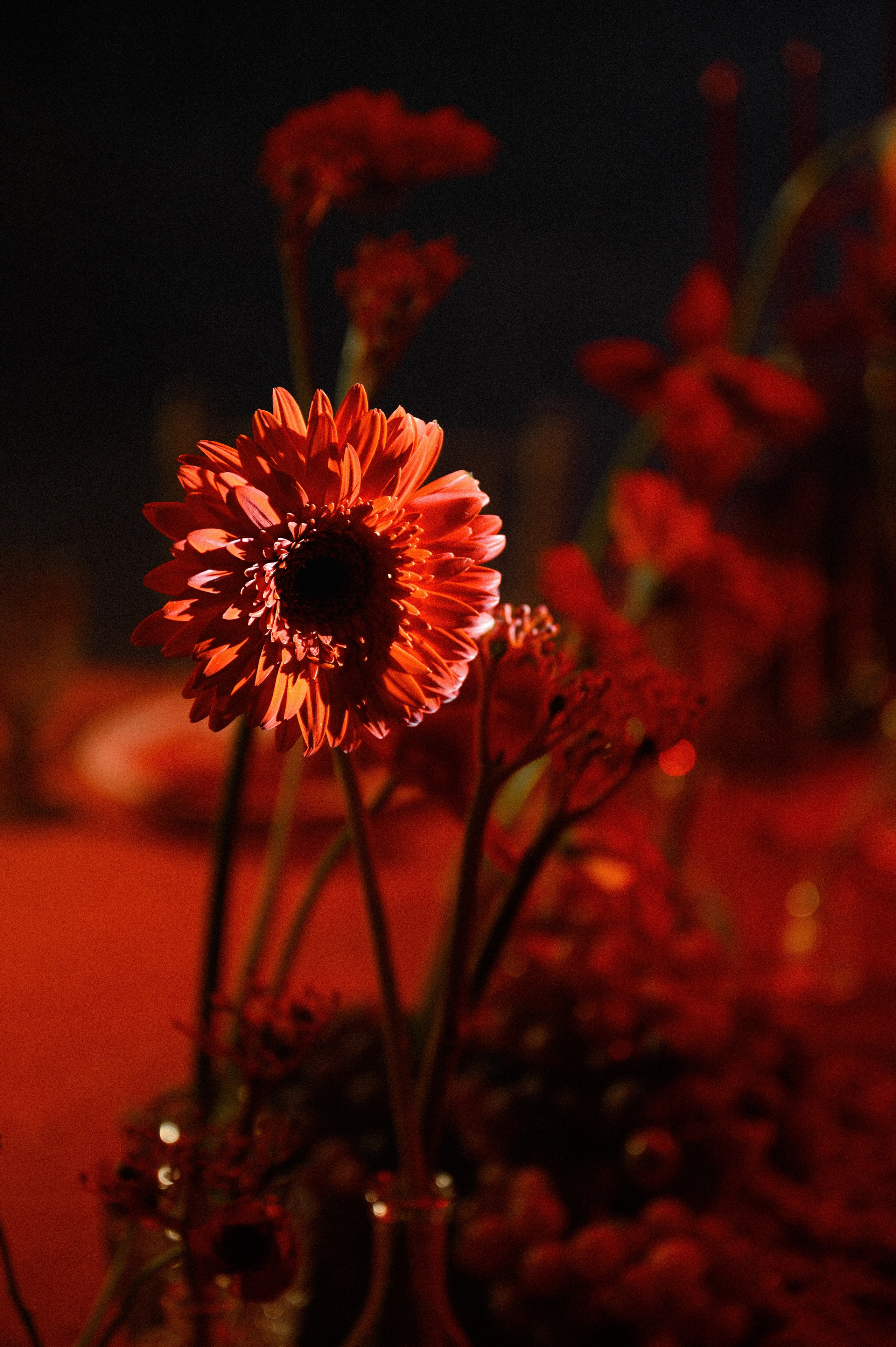 26.03.25. Свадебный и семейный фотограф в Краснодаре