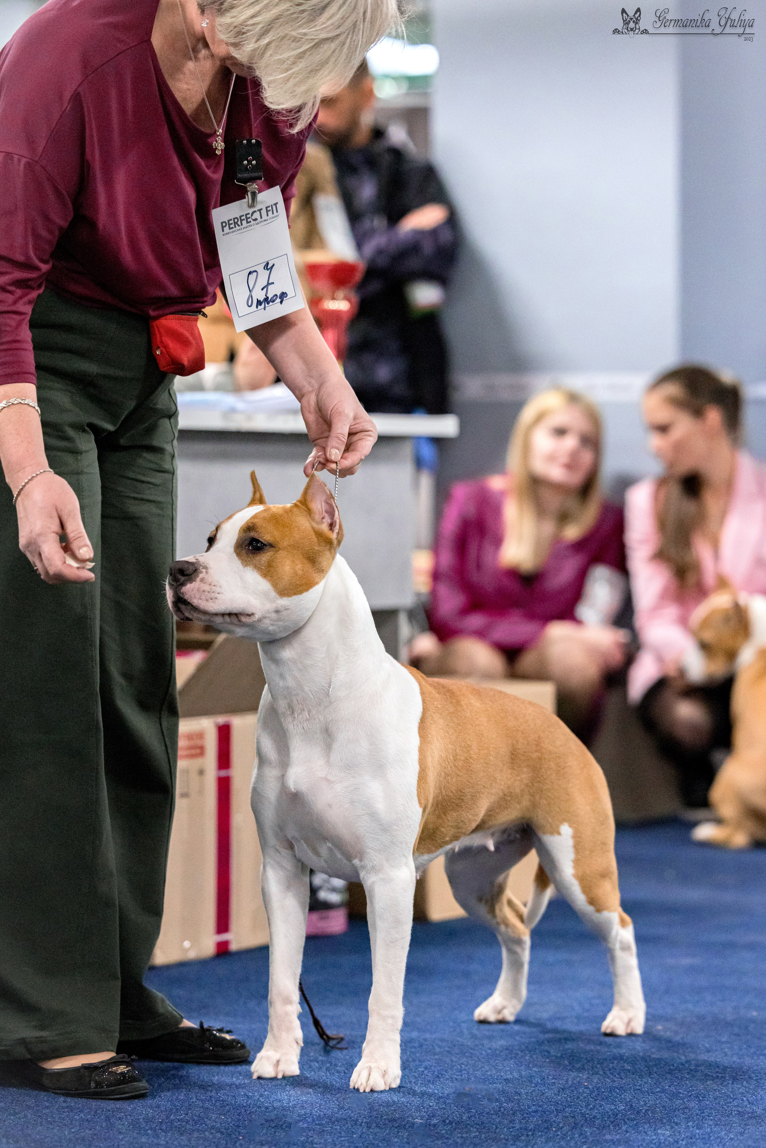 Сфера 29.10,Крокус 4.11,Сфера 12.11.2023. Фотограф-анималист Юлия Германика