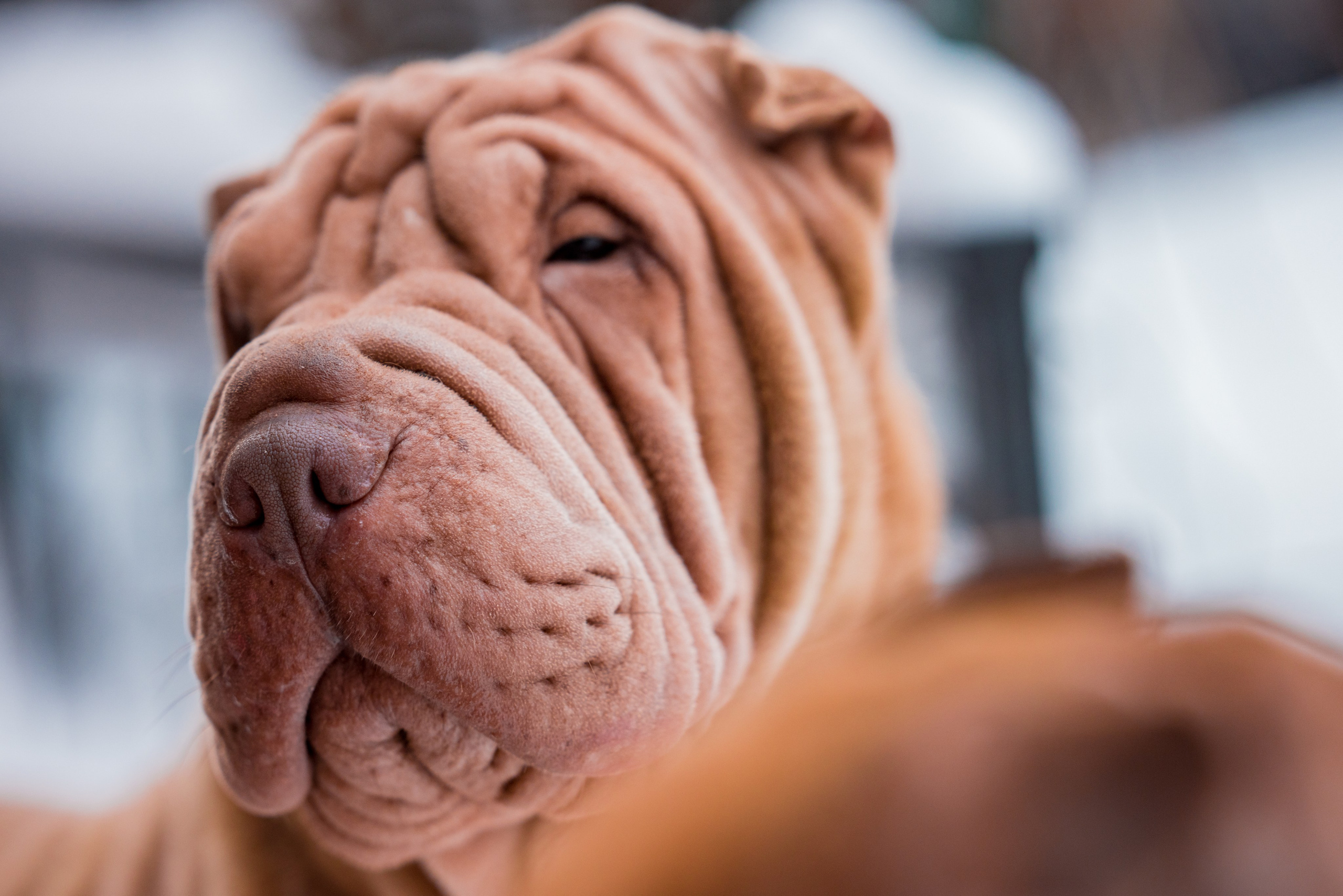 В гостях у шарпеев 16.01.2024. Фотограф-анималист Юлия Германика
