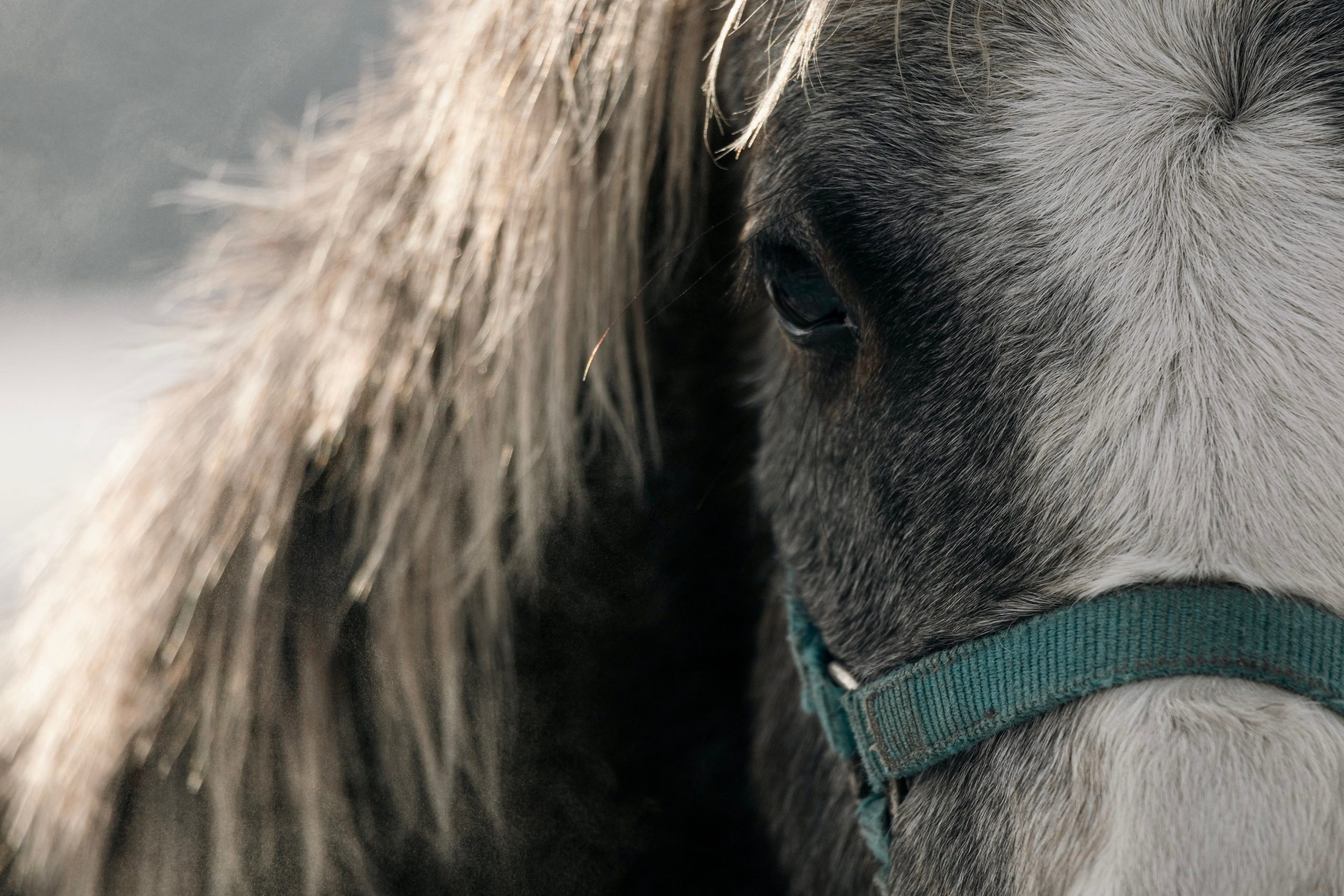 СТРИТ И ПРИРОДА. Репортажный фотограф Наталья Лапцевич