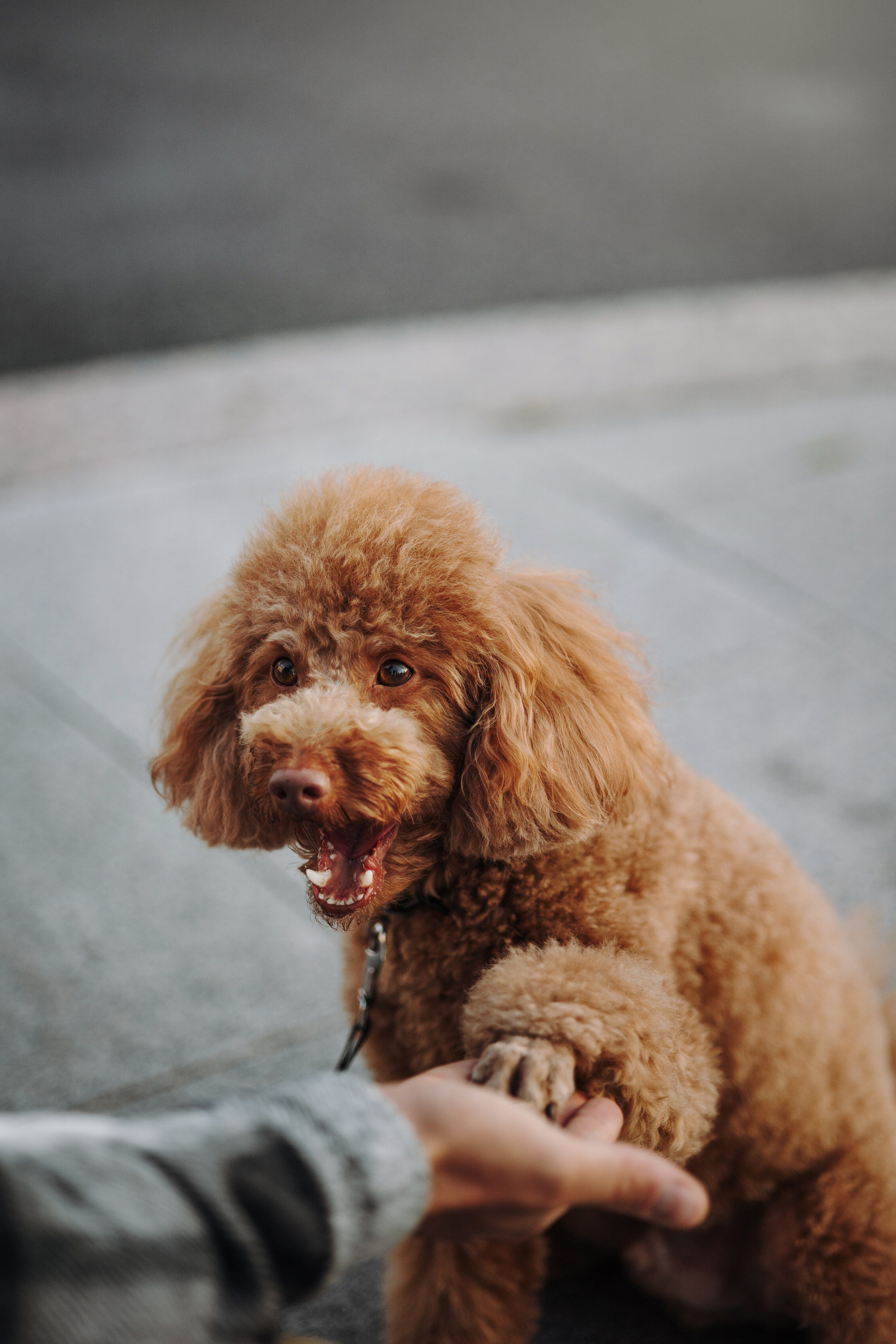 Барни и его семья. Фотограф — Анималист | Санкт-Петербург