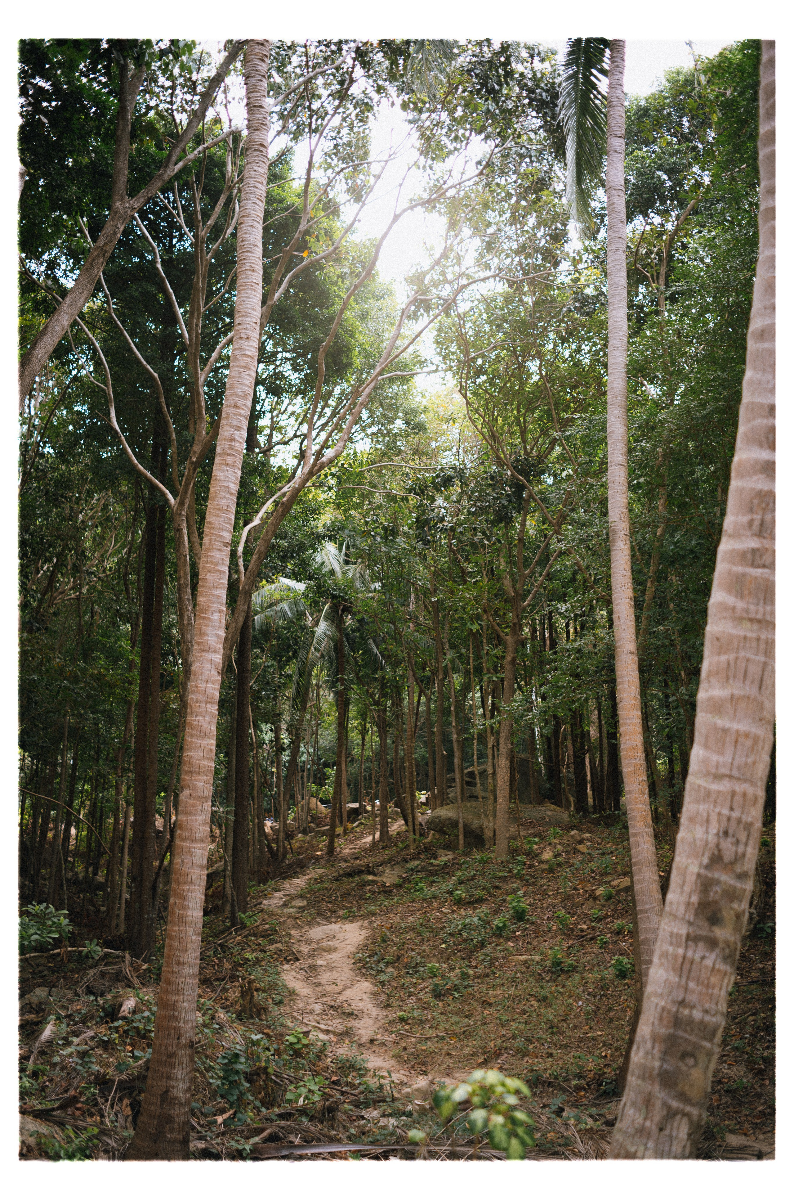 PAHNGAN 26. Свадебный и семейный фотограф Никита Корохов