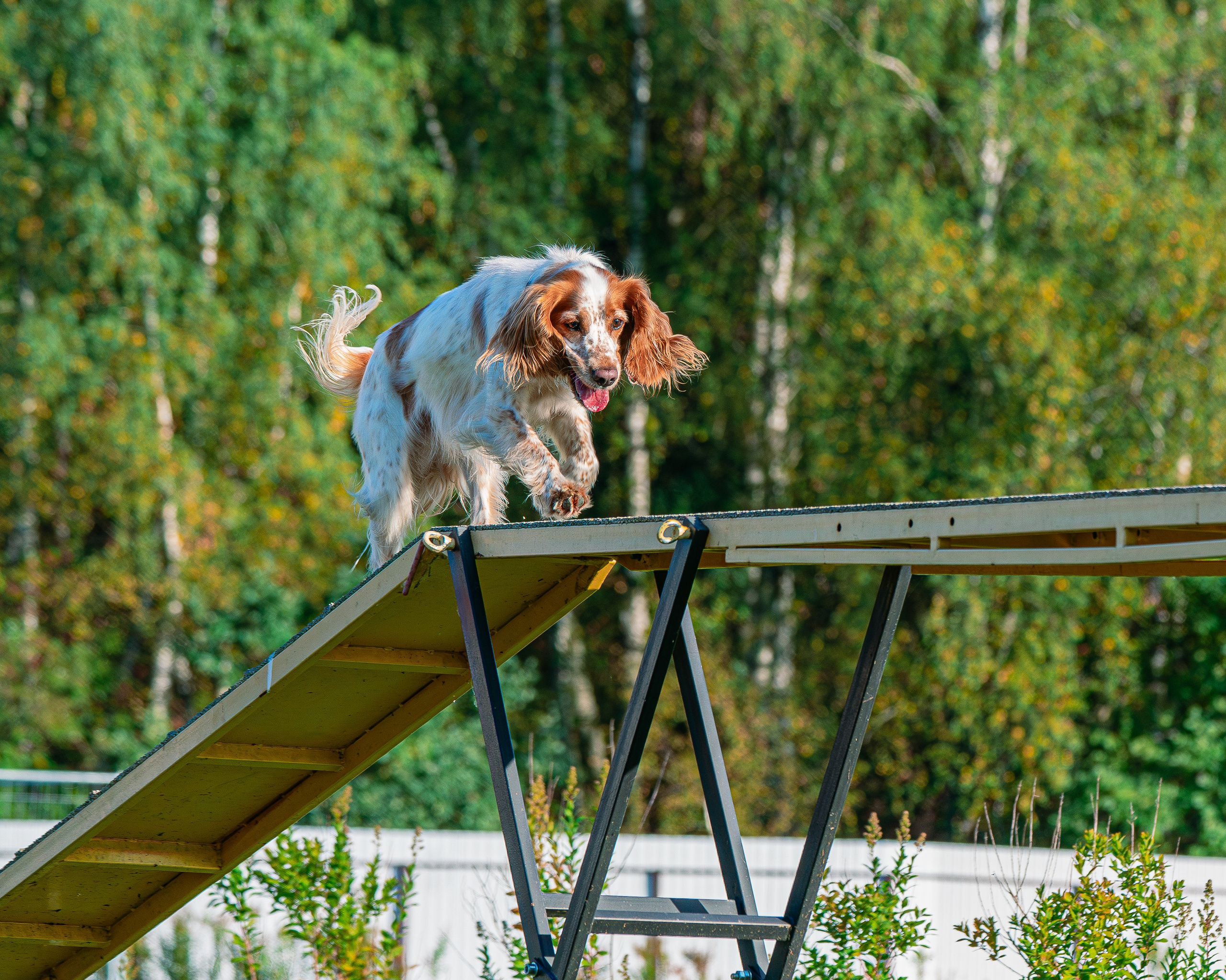 Ваш путь к ПОБЕДЕ (ТРЕНИРОВКИ). Фотограф-анималист, семейный фотограф в Москве и Подмосковье. Фотосъёмка кинологических дисциплин