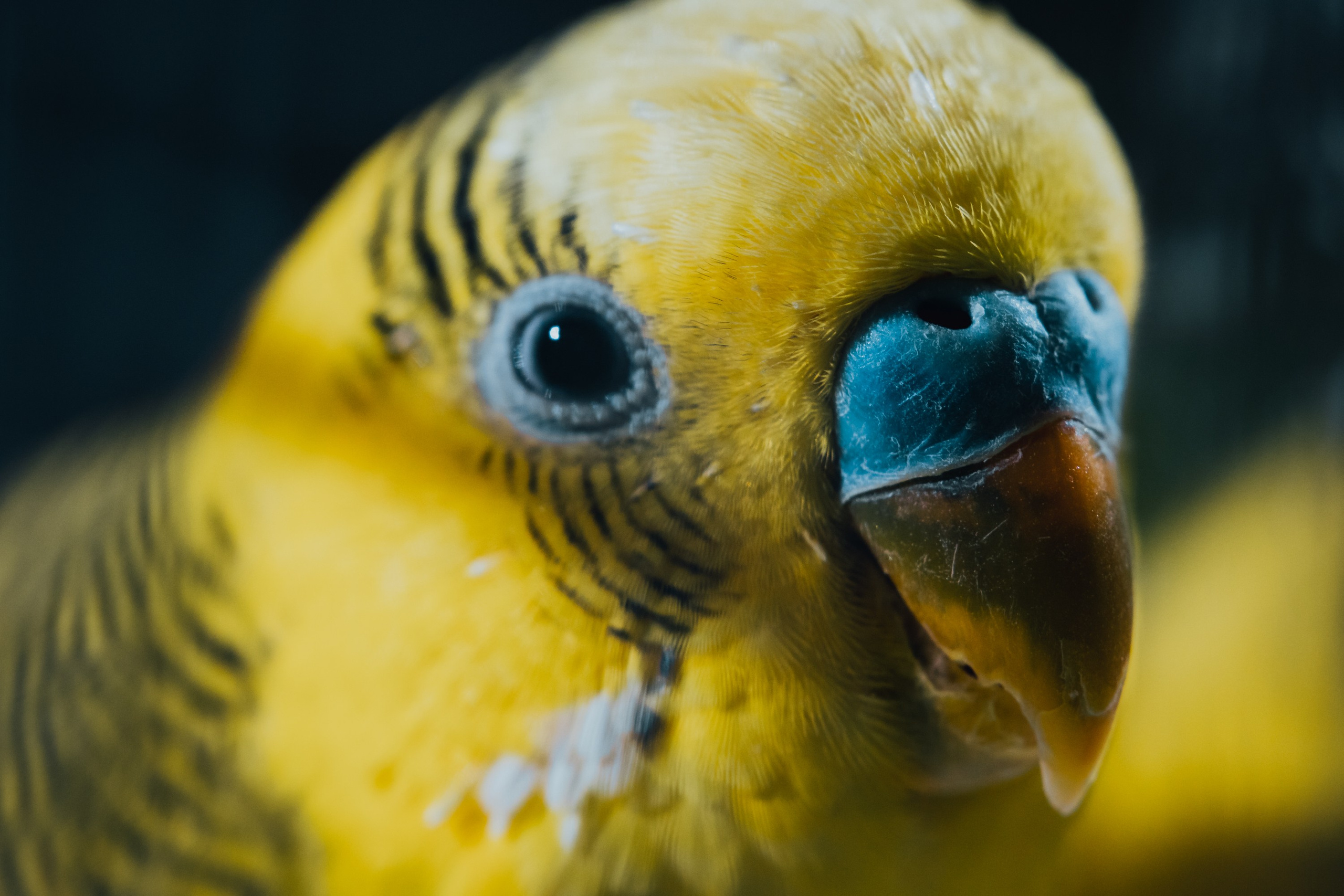 Папуг. Alexsedoykin