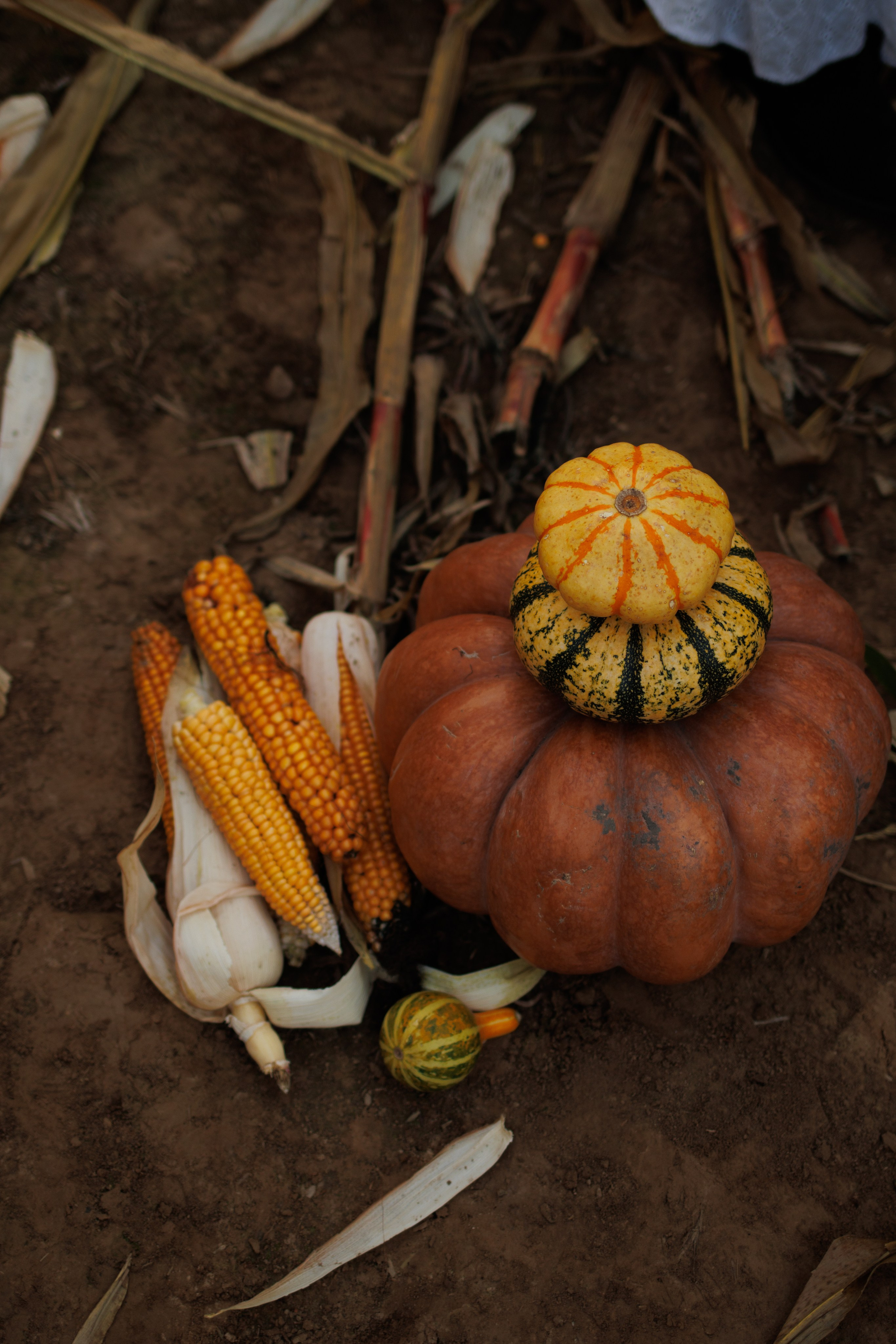 Анастасия и Александр. Семейный и детский фотограф в Королёве Шарутина Лидия