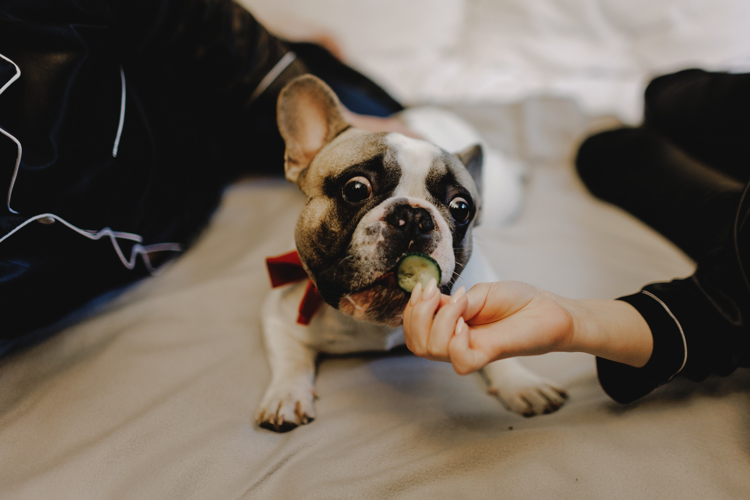 Александр Виктория. Свадебный фотограф и видеограф Дмитрий Горяченков