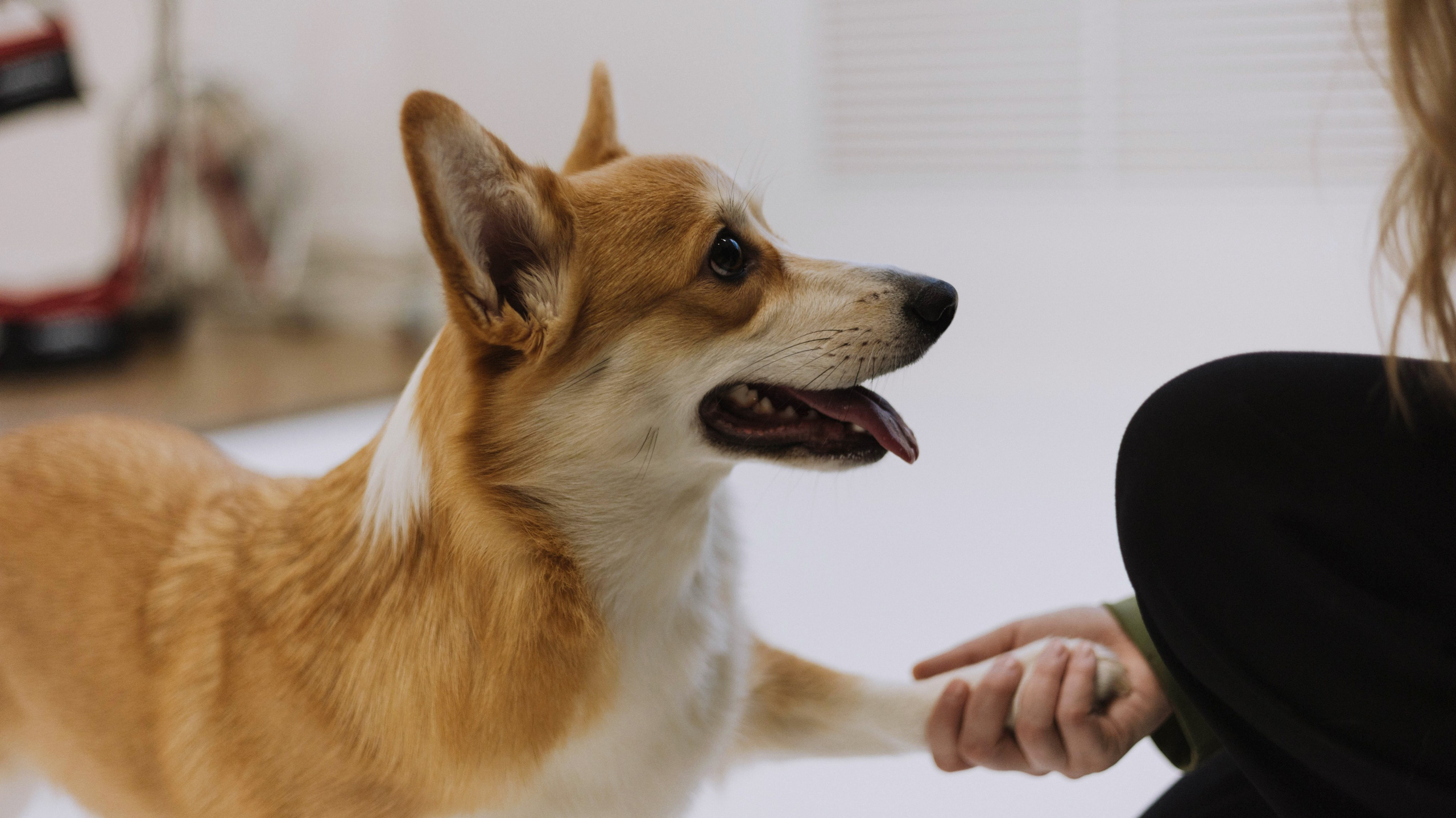 Настя и Мия. Фотограф-анималист Богданова Полина