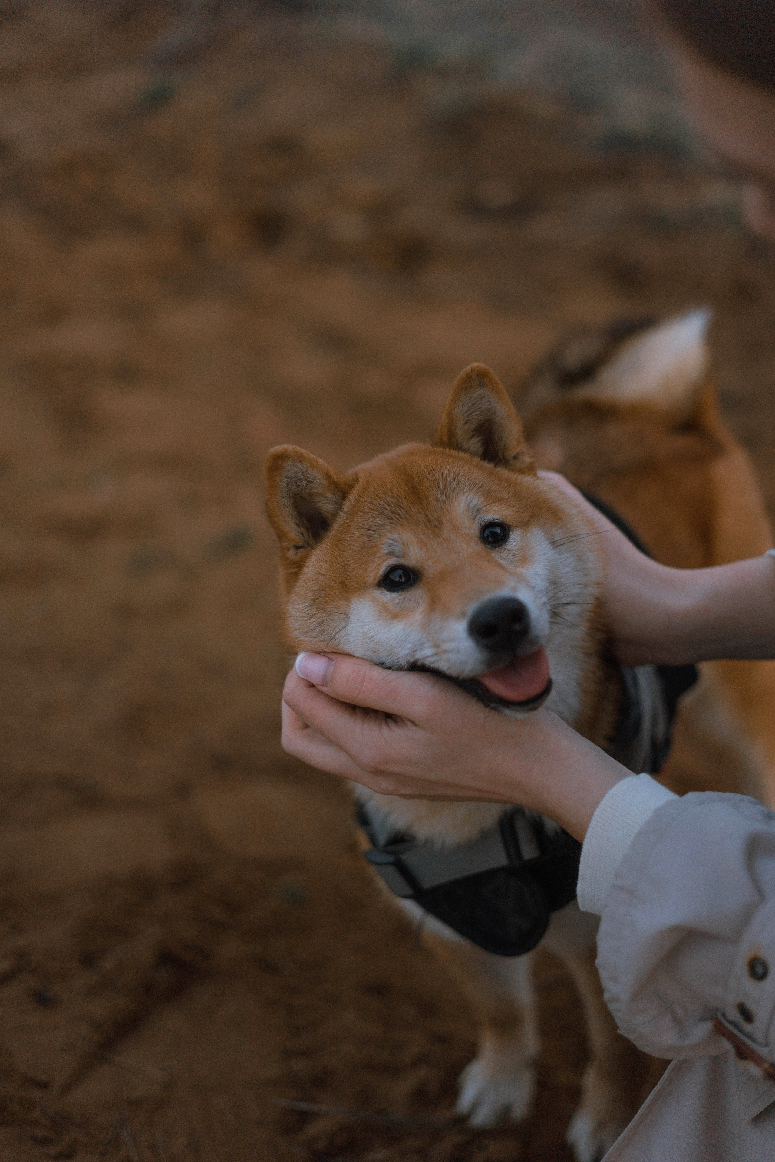 Аня и Шани. Фотограф-анималист Богданова Полина