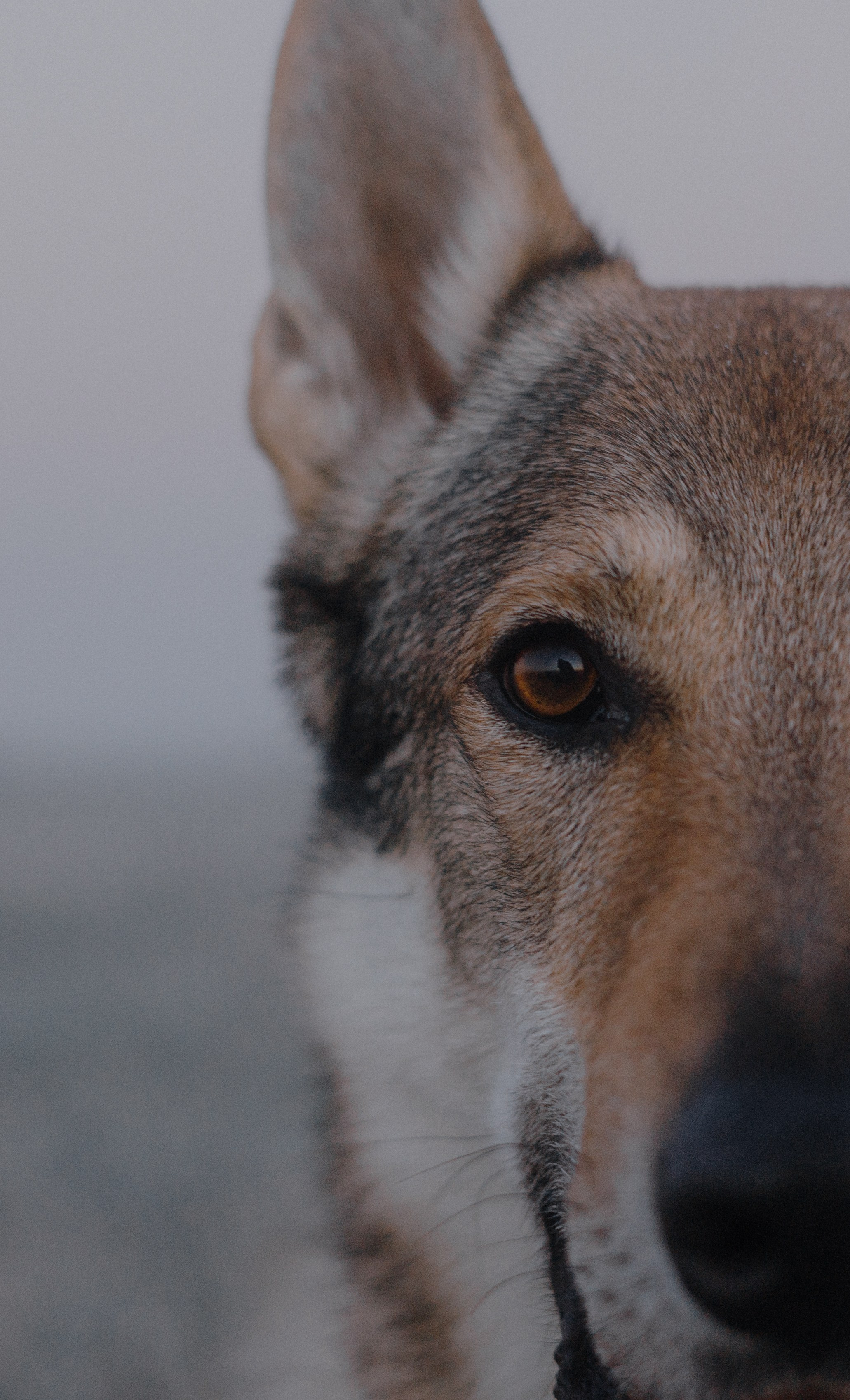 Полина и Вегард. Фотограф-анималист Богданова Полина