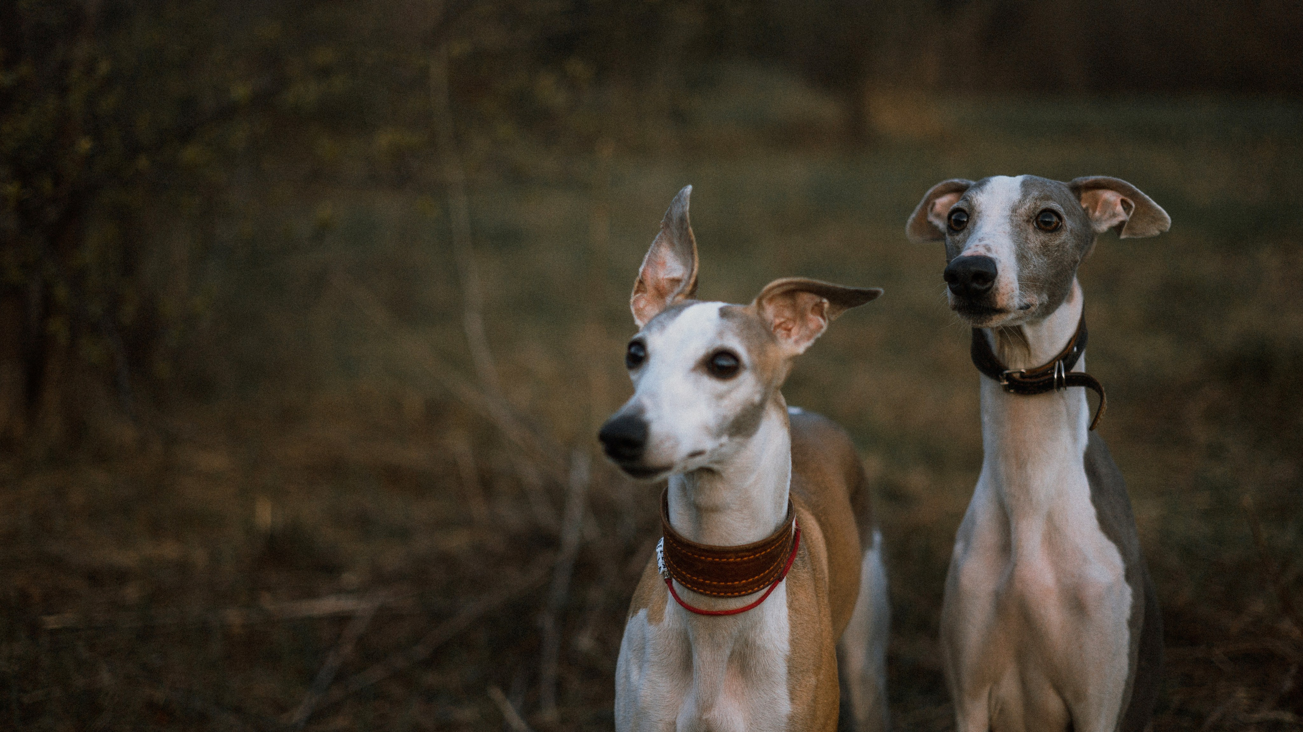 Вика, Джем и Белла. Фотограф-анималист Богданова Полина