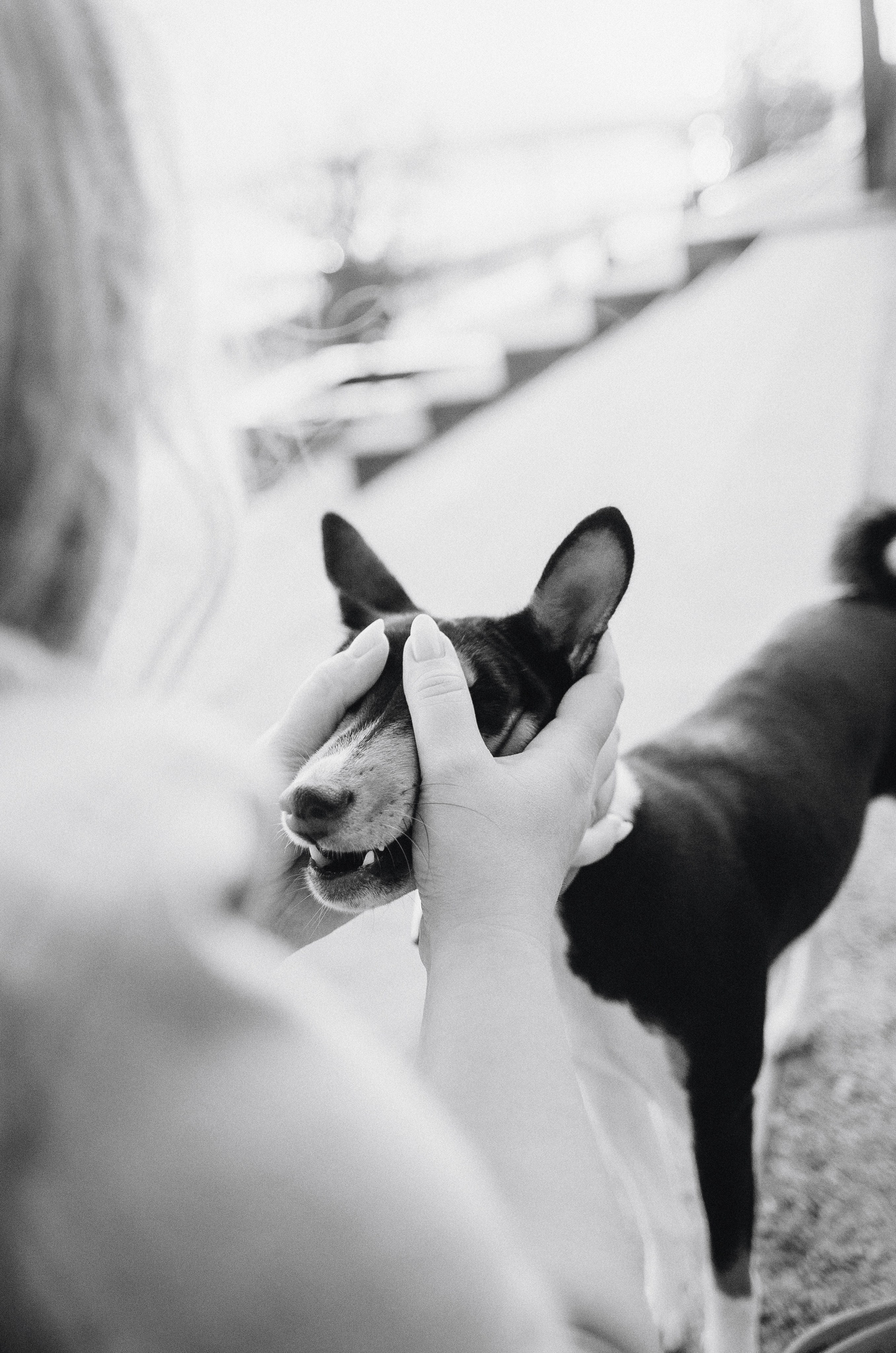 Лена, Никита и Эсма. Фотограф-анималист Богданова Полина