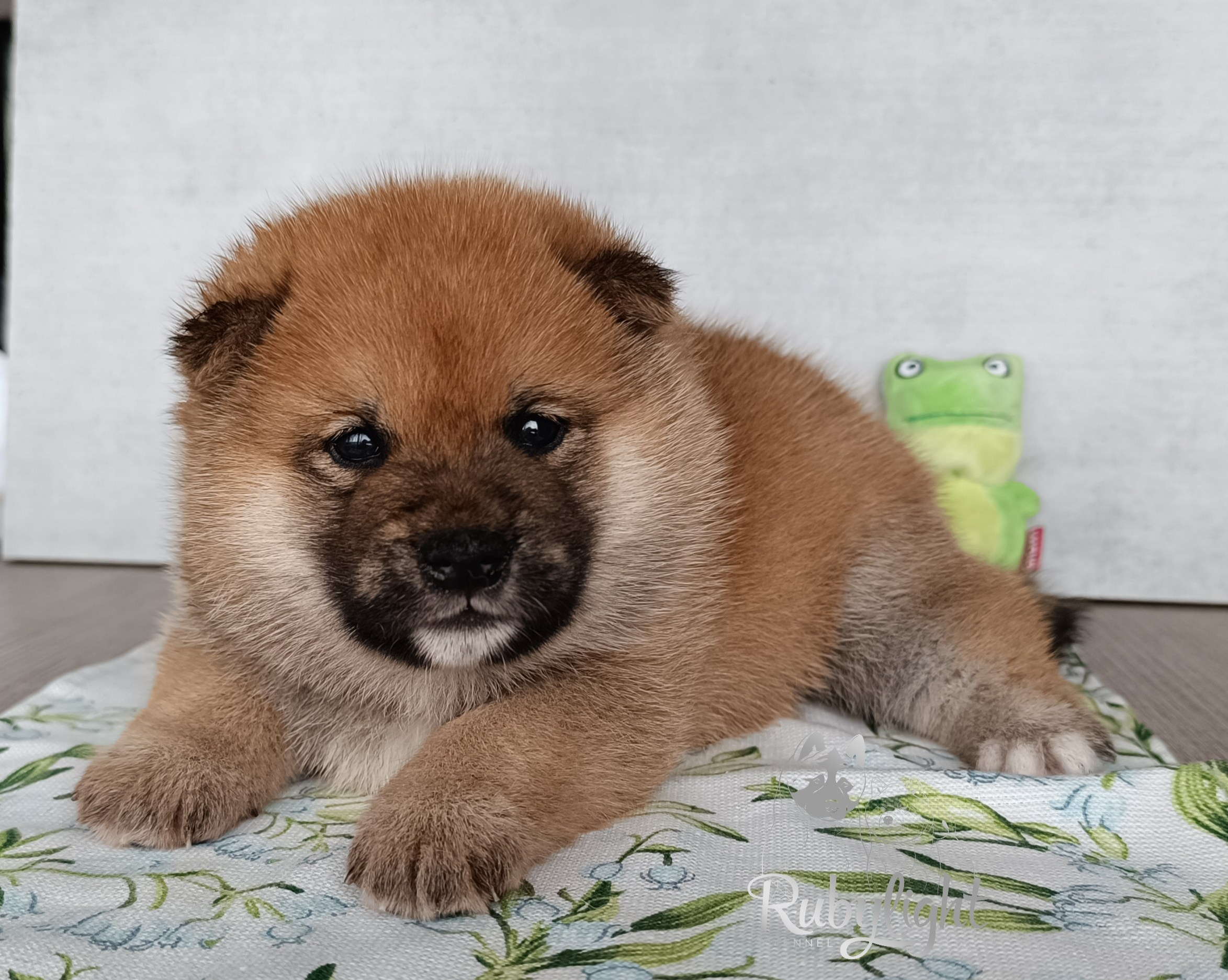 Сиба Rubylight Everest питомник Рубилайт 