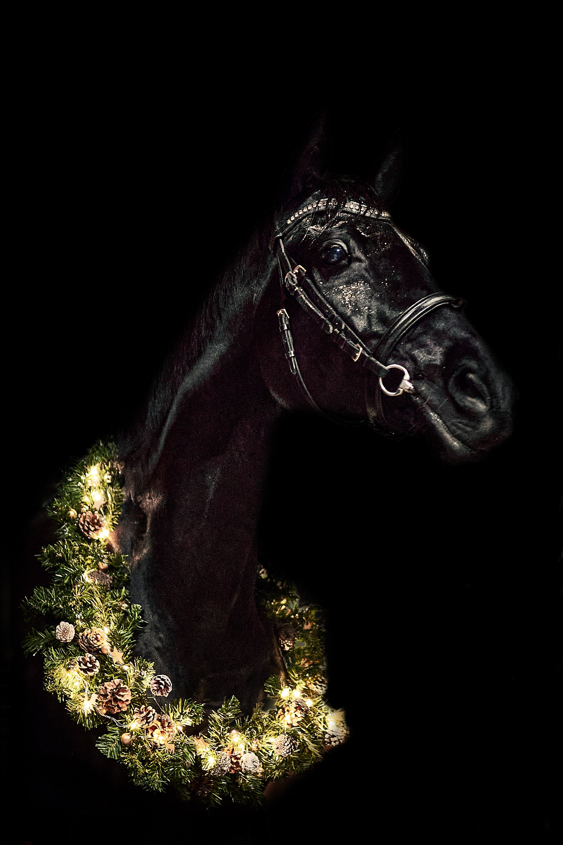 Кобыла Прима Вера, рвп, КСК «Звёздный». Фотосессии с лошадьми в Москве, Новосибирске