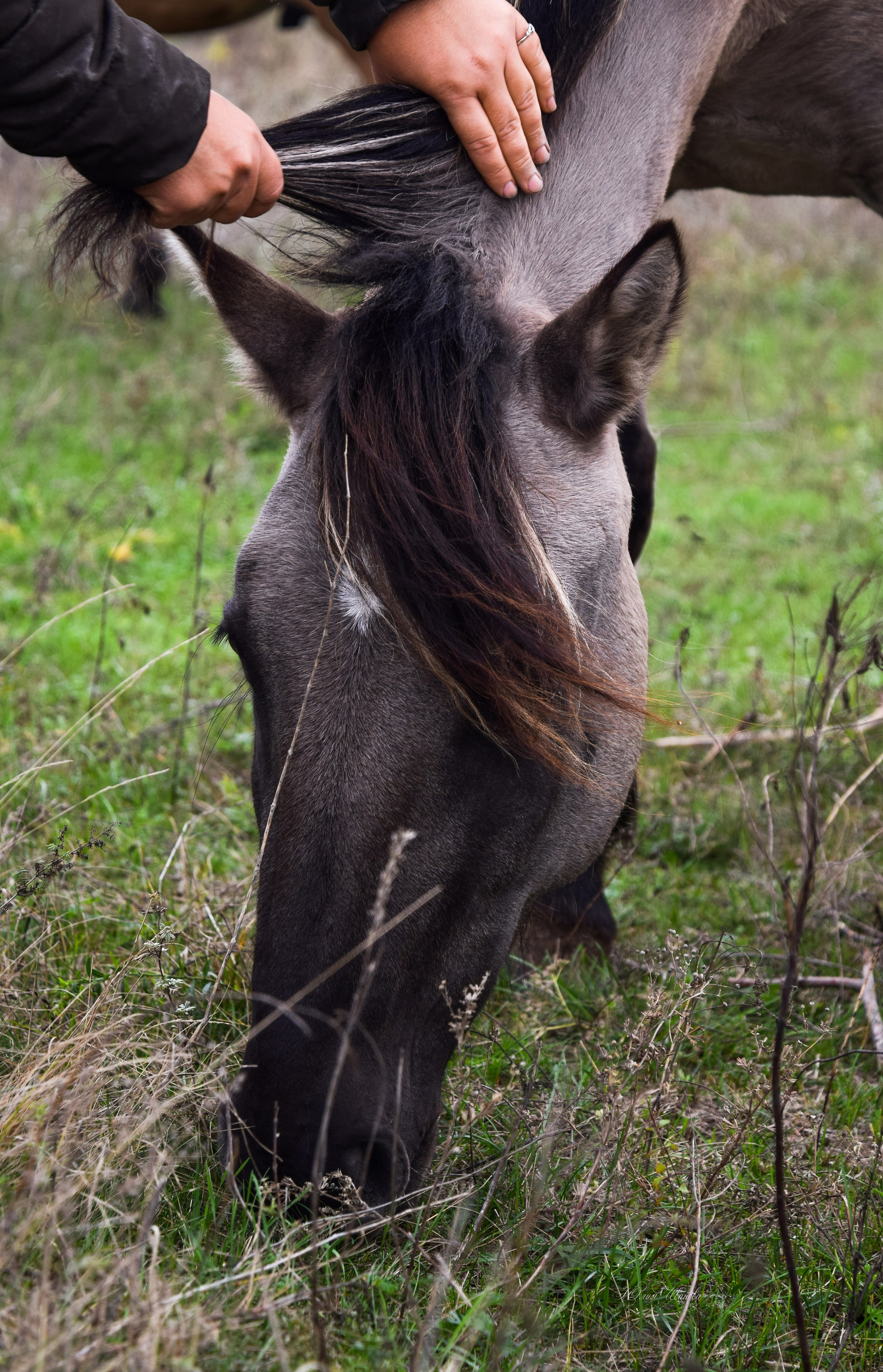 Лошади. Конный фотограф в Саратове Юлия Иванова