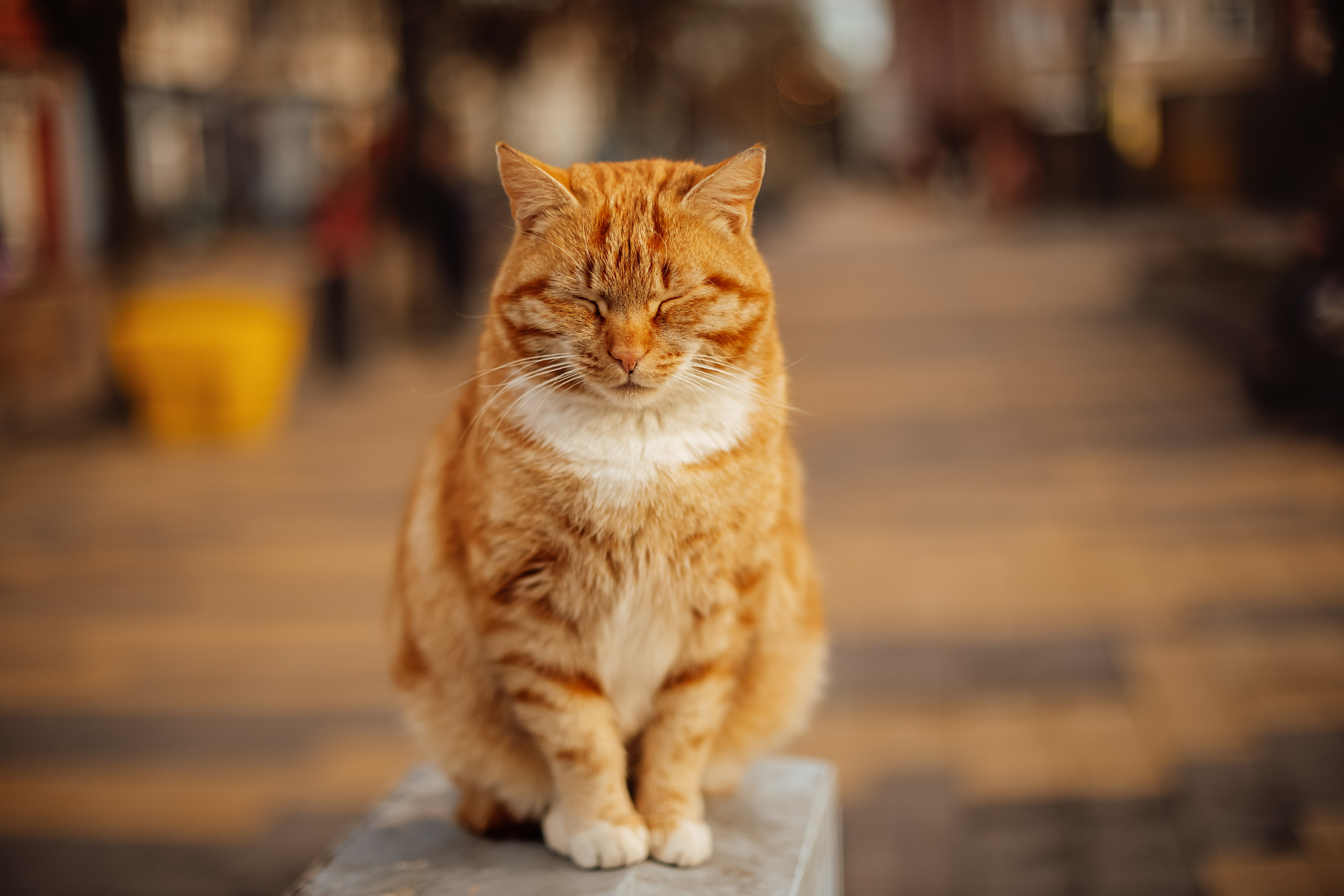 Зеленоградск. Свадебный и семейный фотограф/видеограф в Краснодаре Наталья Осинская