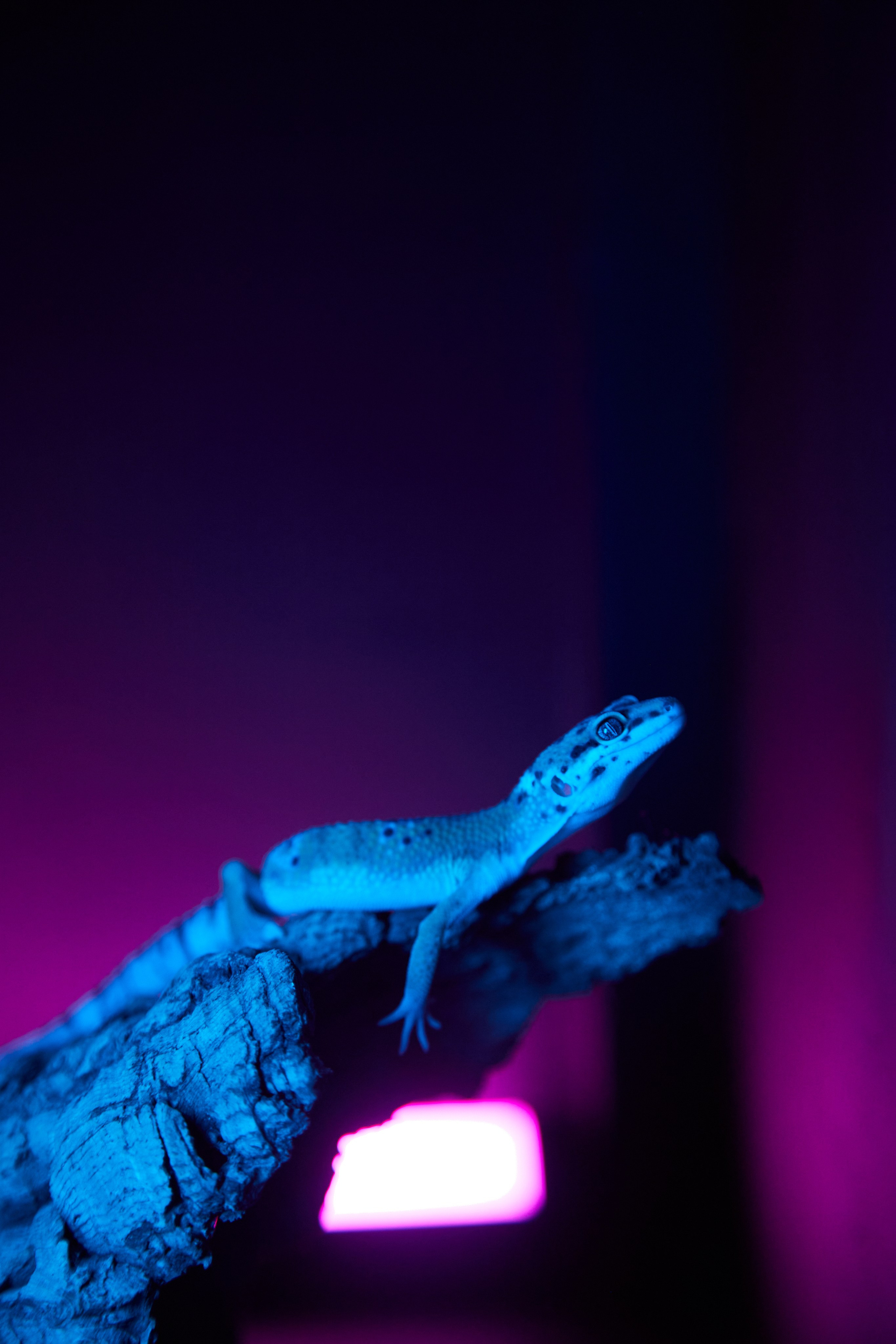 Фотосъёмка ящерицы на камне с подсветкой.