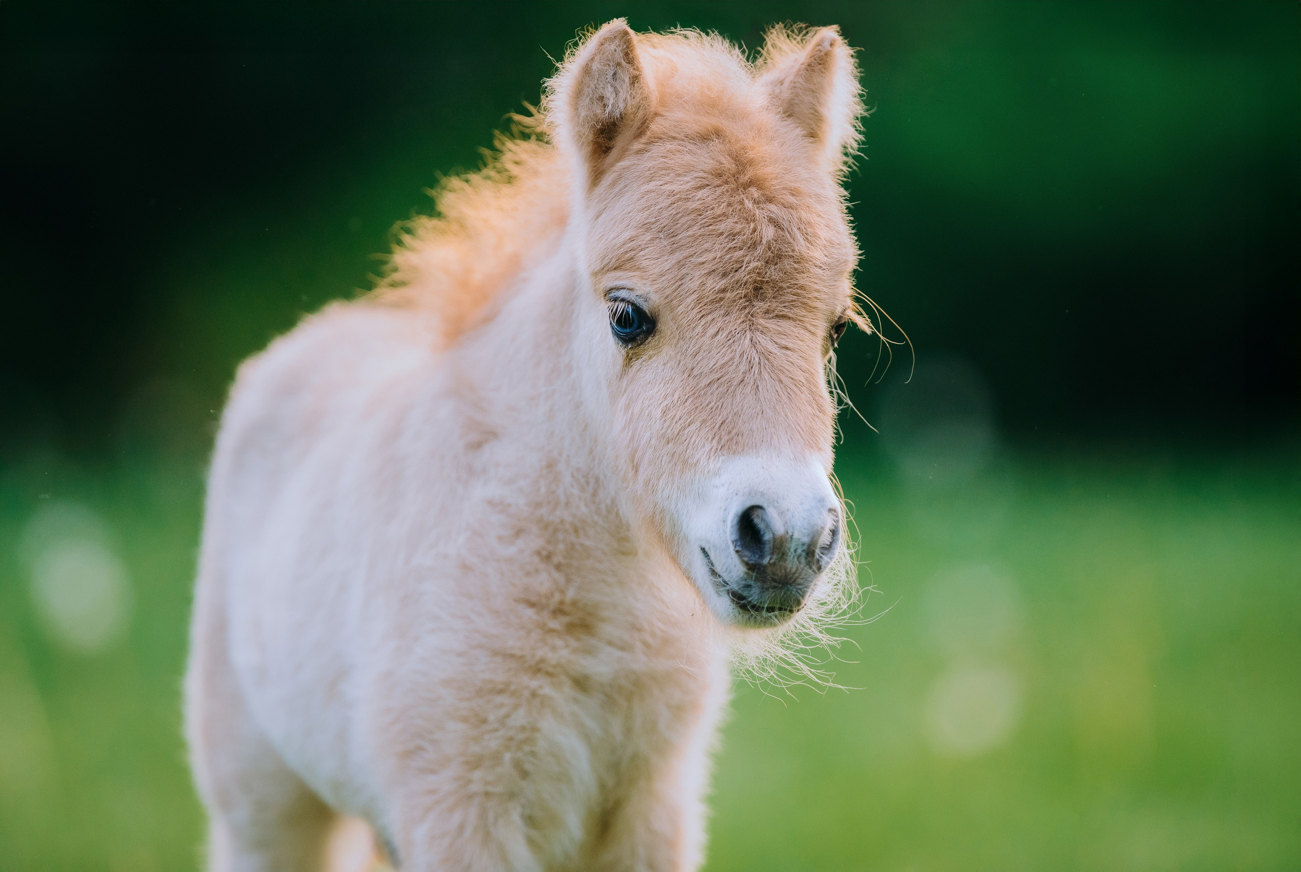 На природе. Фотограф-анималист Ксендзова Кристина
