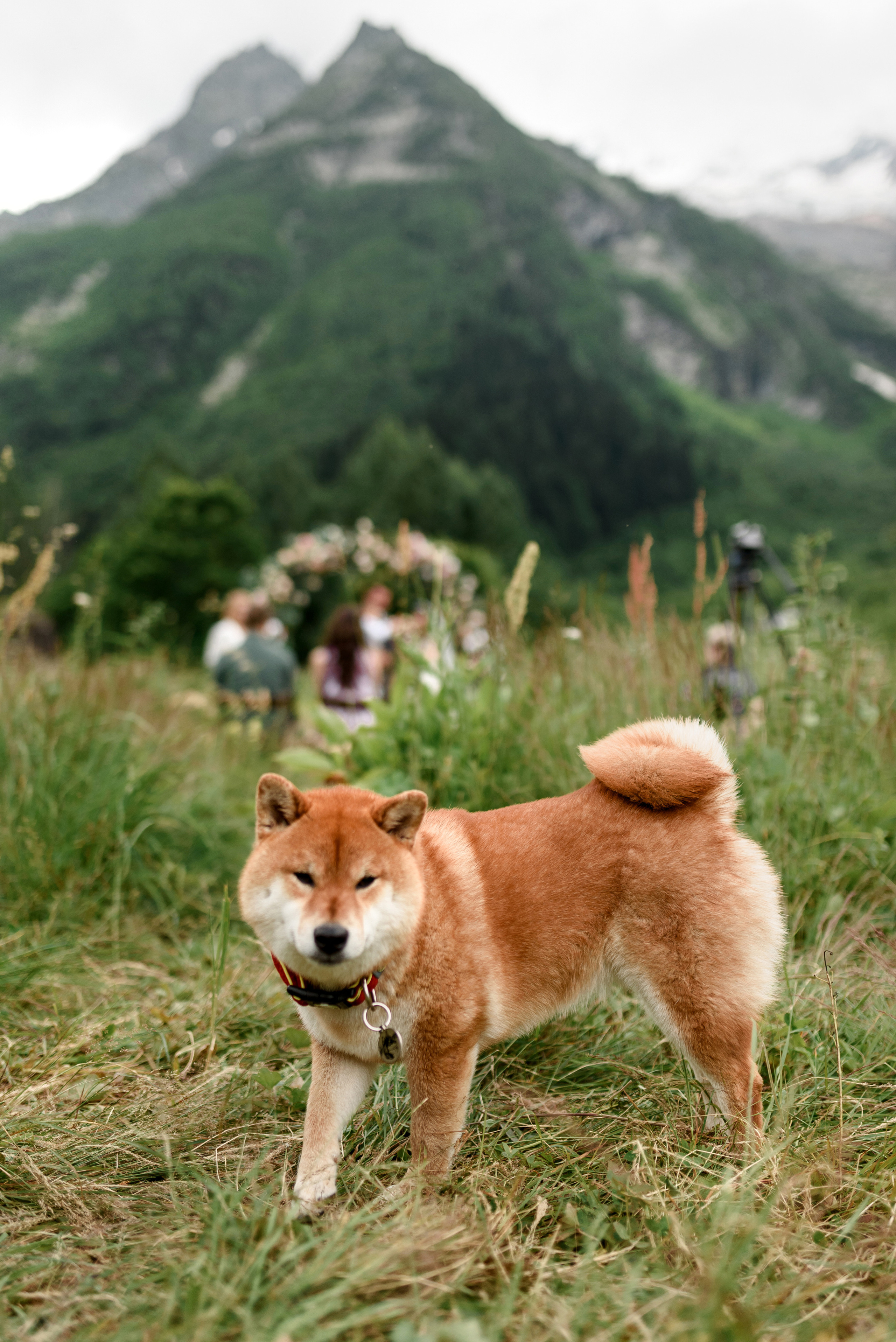 Свадьба Анжелики и Максима (Домбай). Свадебный и travel фотограф в Волгограде, Сочи, Домбае, Европе
