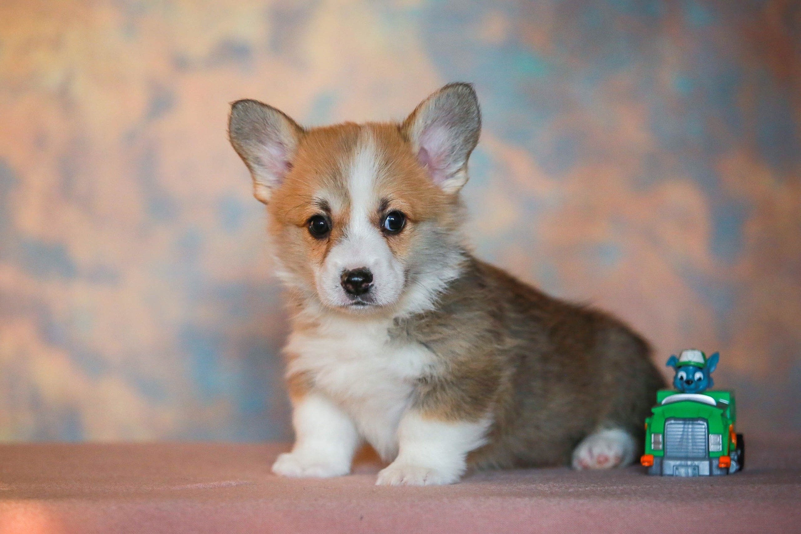 Щенки. Семейный и детский фотограф в Москве Мария Быкова