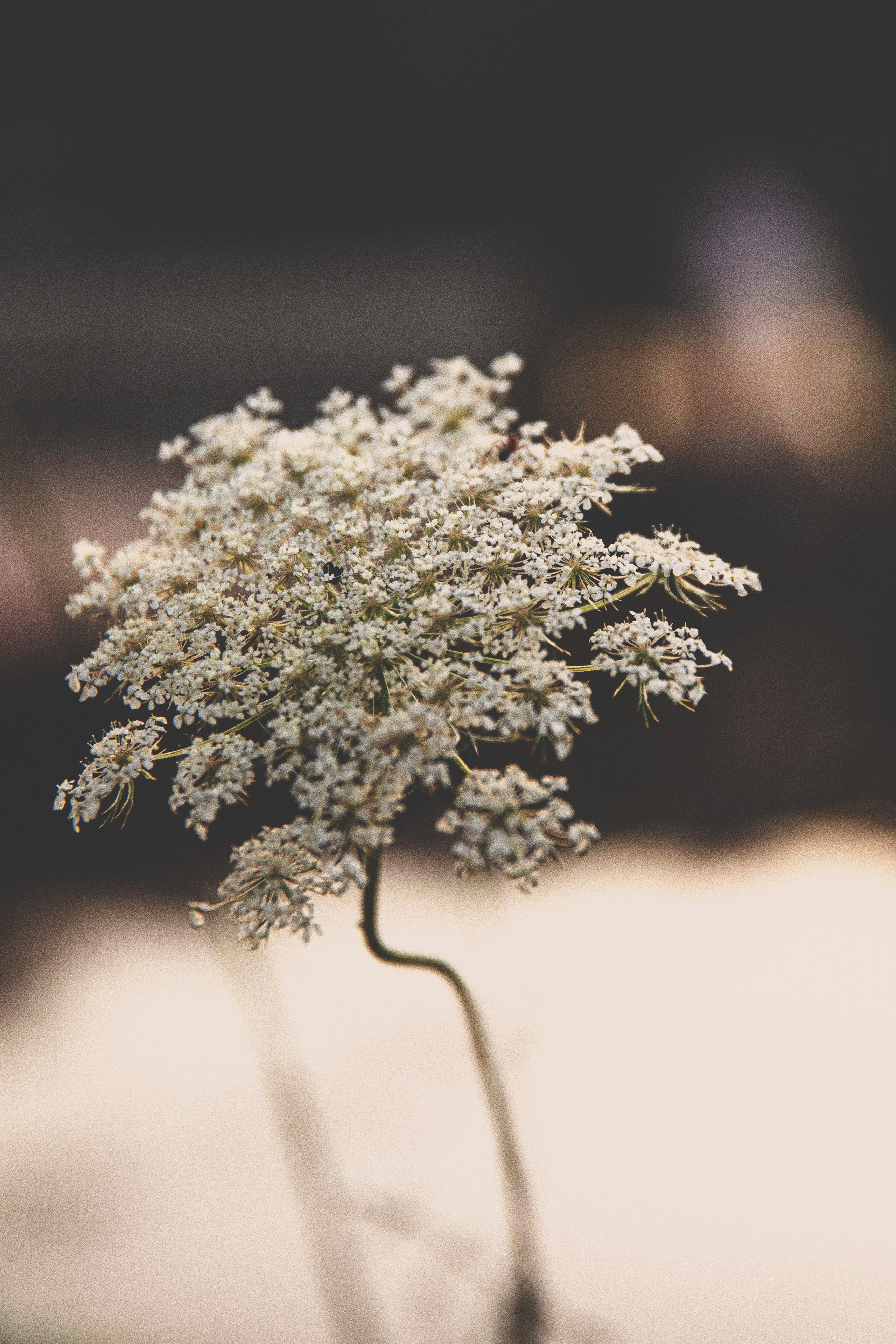 Вероника. Свадебный и семейный фотограф Колоскова Мария (Сочи и весь мир)