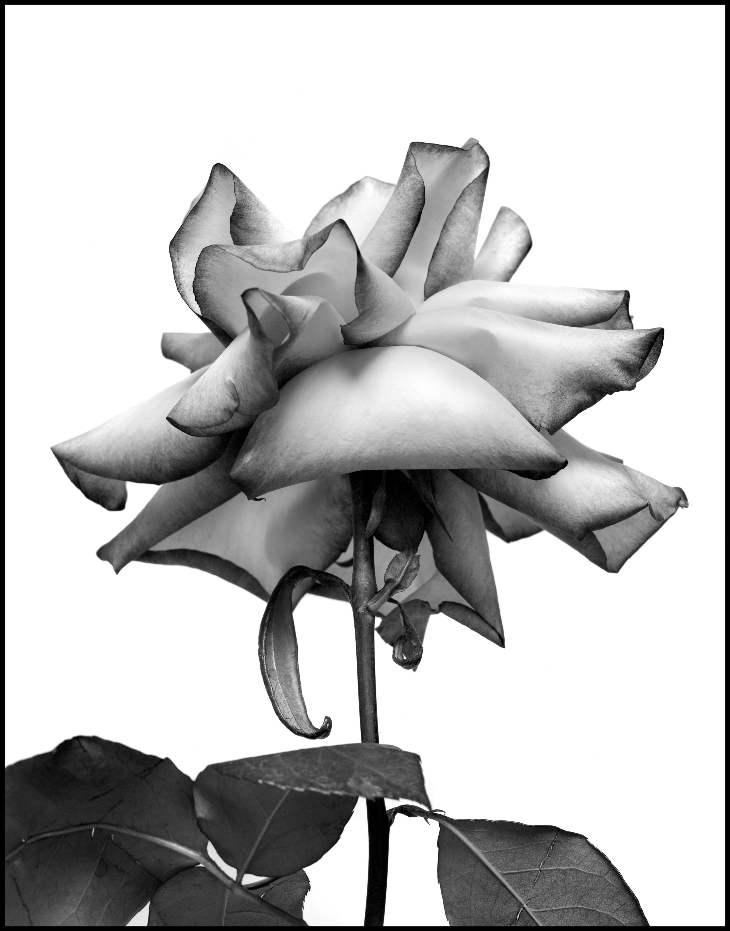 Натюрморт. Кондрюк Сергей фотограф |художник