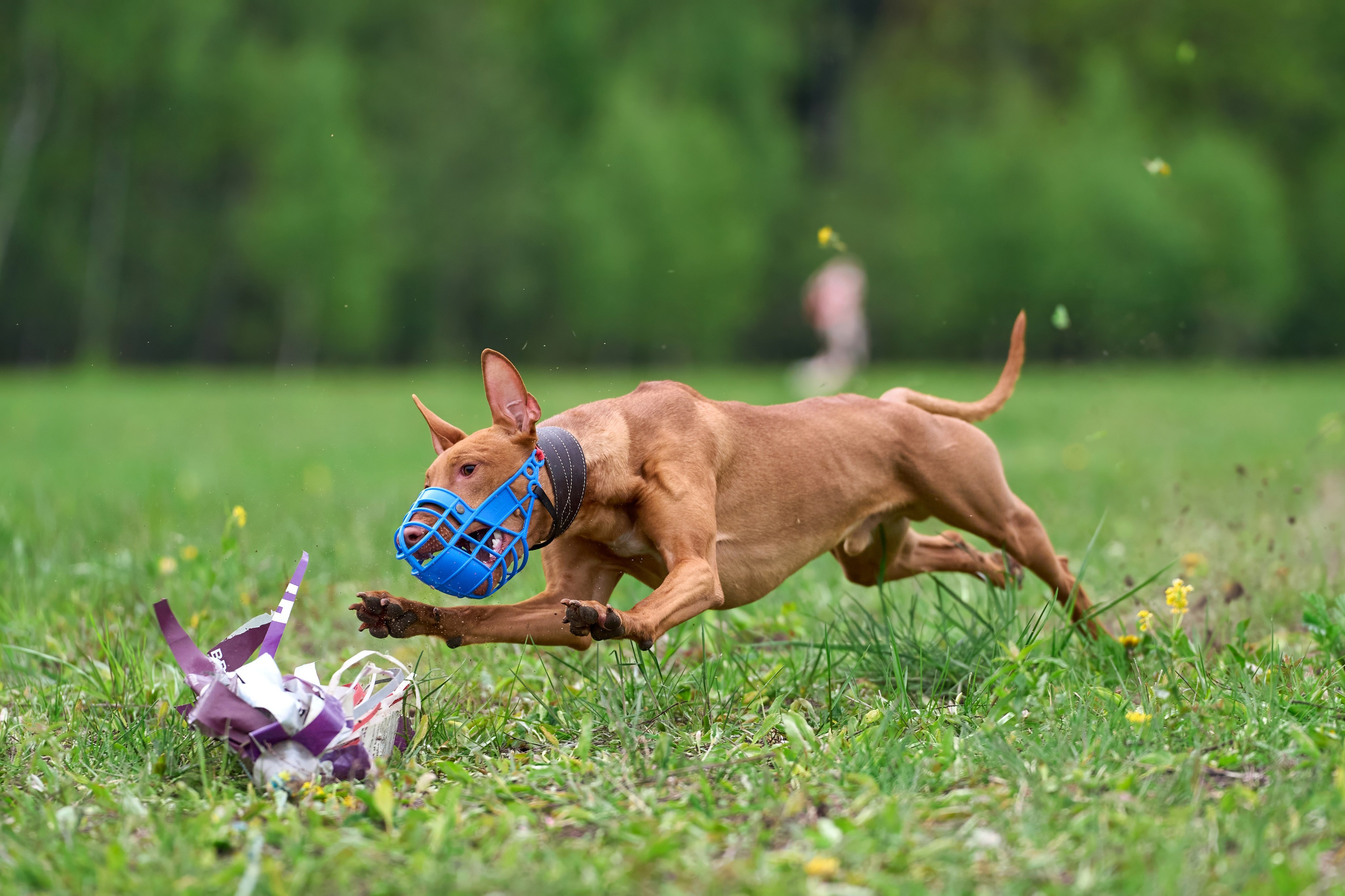 Тренировка по курсингу Донино. Фотограф-анималист Михаил Манухин
