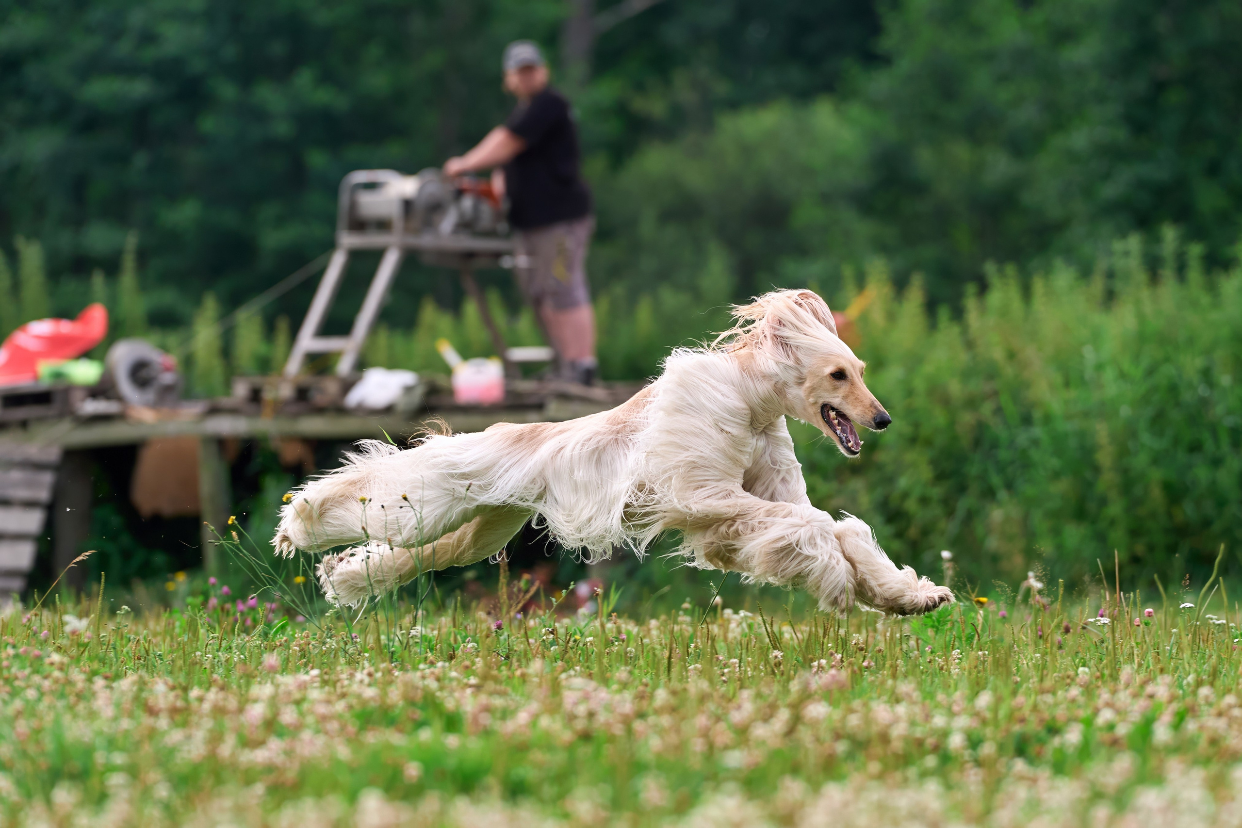Тренировка по курсингу в Донино. Фотограф-анималист Михаил Манухин