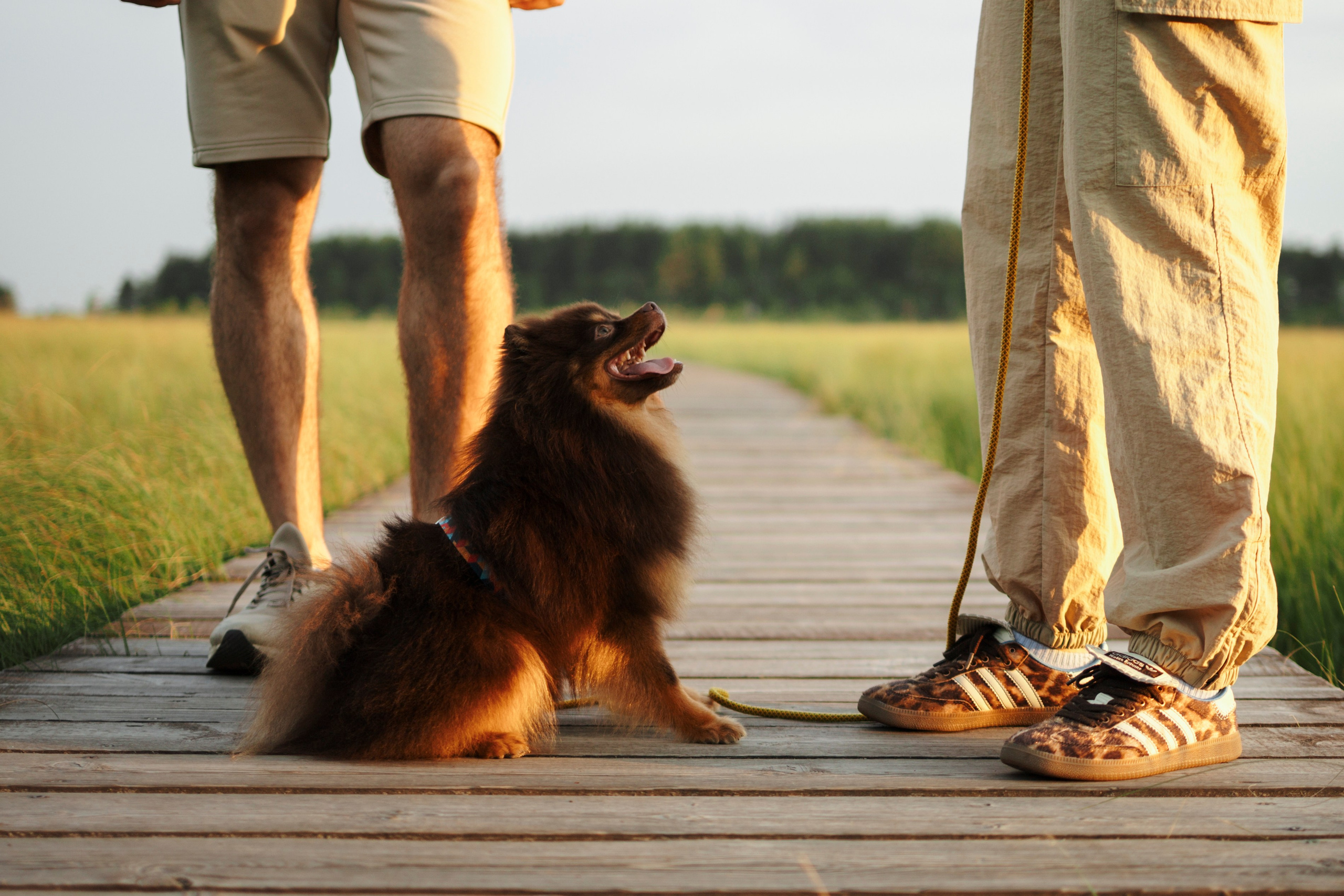 Сапфир и его семья. Фотограф-анималист в Санкт-Петеребурге Титова Алиса