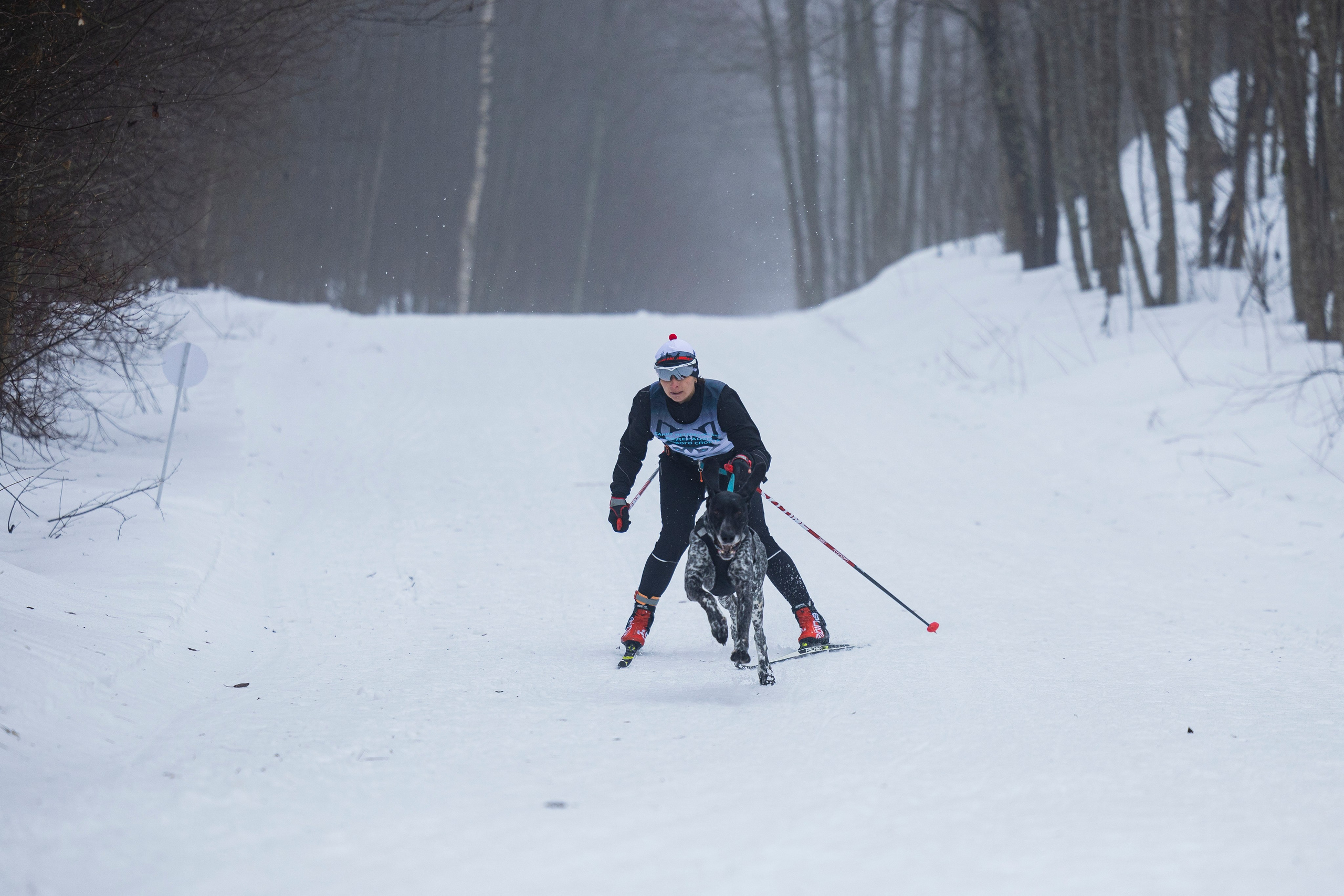 Зимний Чемпионат Санкт-Петербурга по ездовому спорту. Фотограф-анималист Анна Маринич