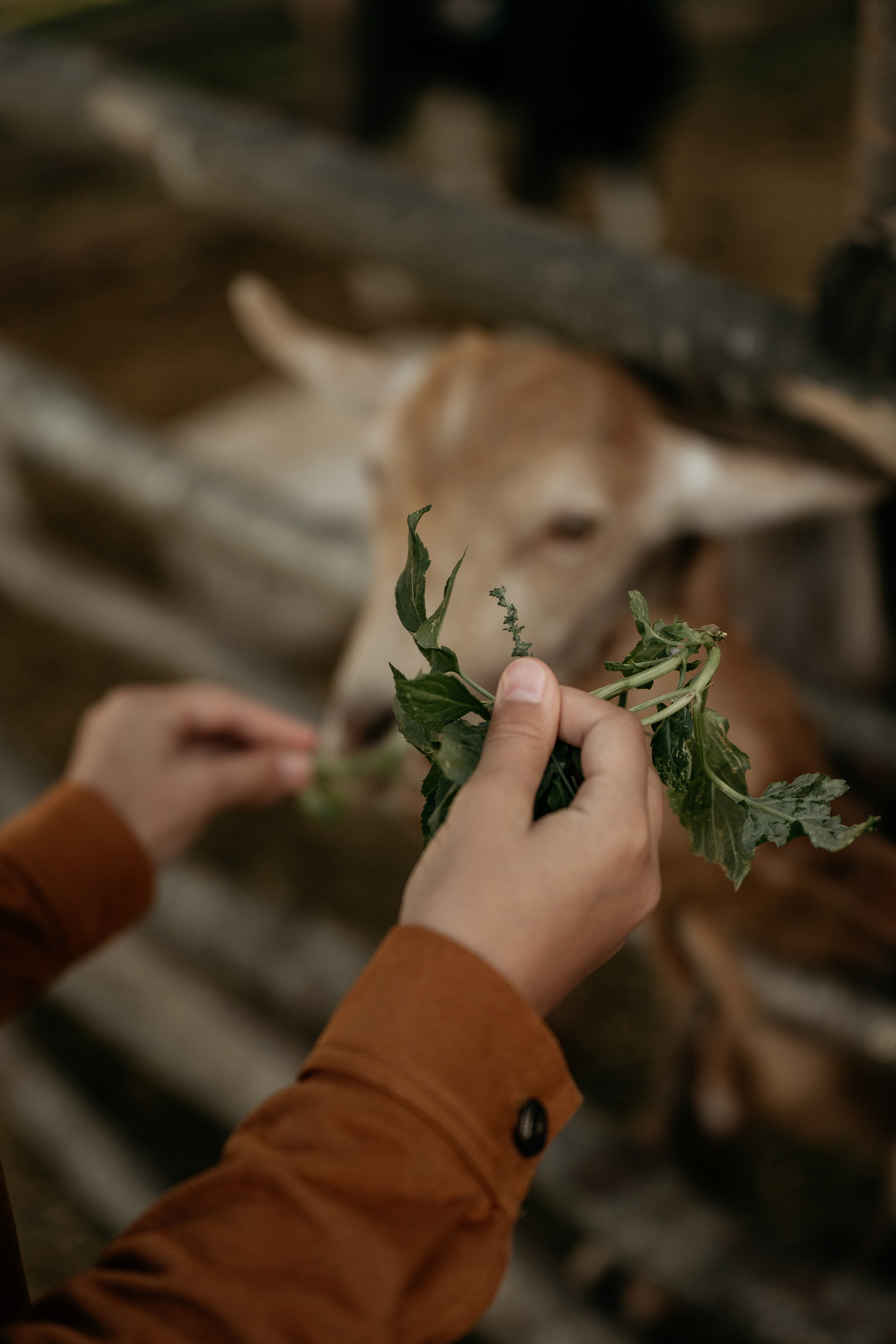 Фотограф Анапа запечатлел счастливые моменты семейной фотосессии с лошадьми на эко-комплексе «Ферма».