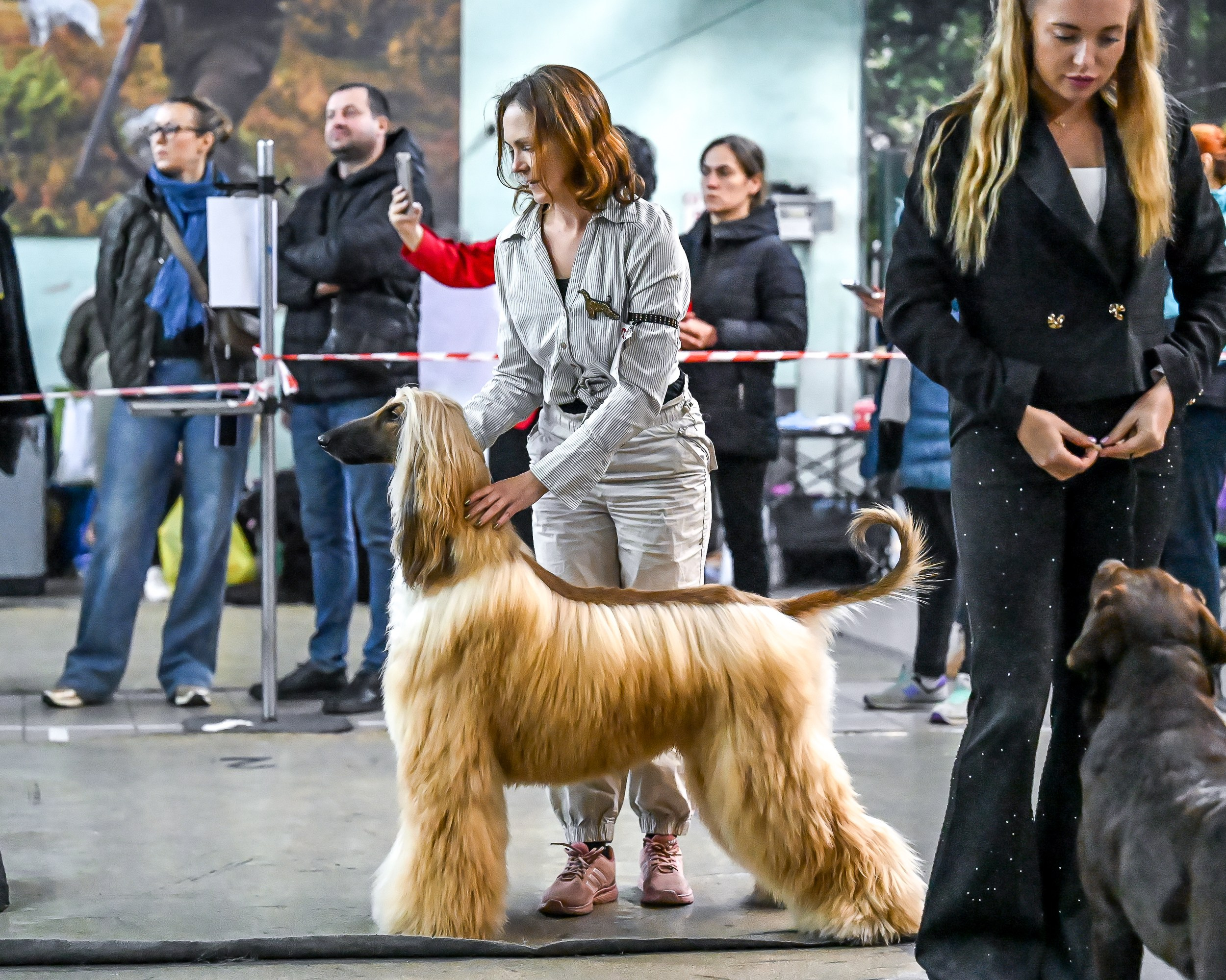 07.11.2025 Клуб Хобби. Галерея фотографий афганской борзой