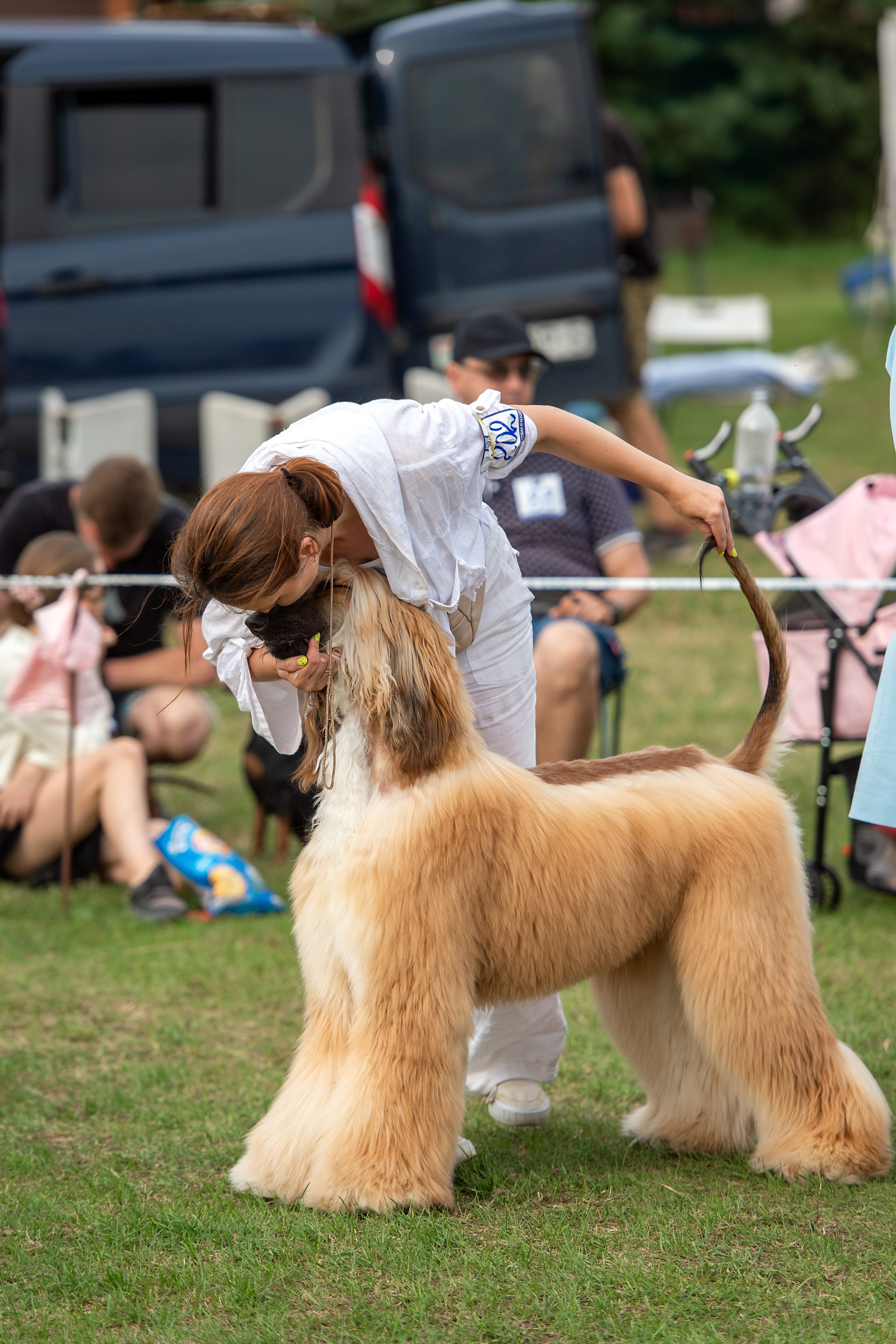 Республиканская выставка собак всех пород. Галерея фотографий афганской борзой