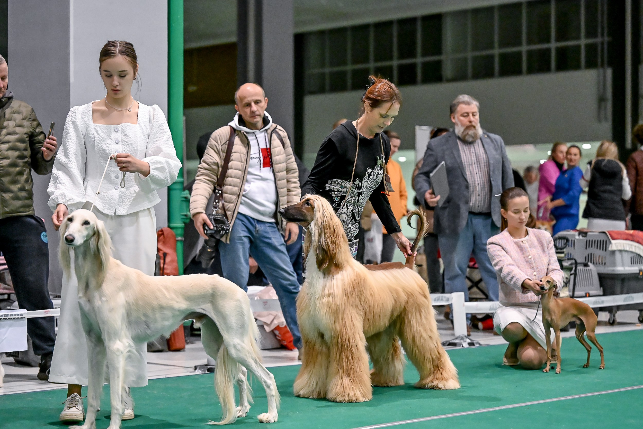 19.10 МКС и Элита. Галерея фотографий афганской борзой