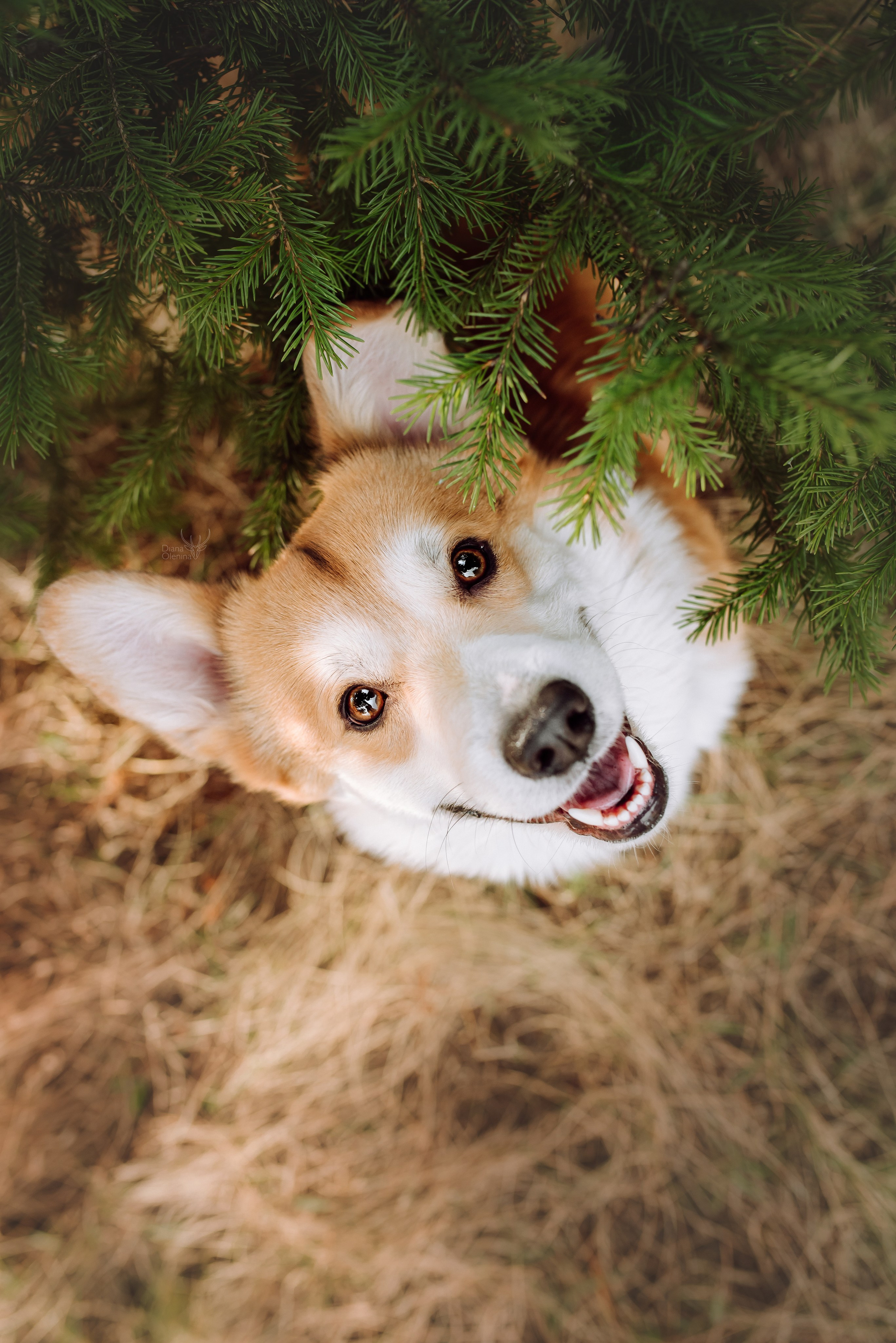 Собаки уличные. Фотограф Диана Оленина Красноярск / Братск