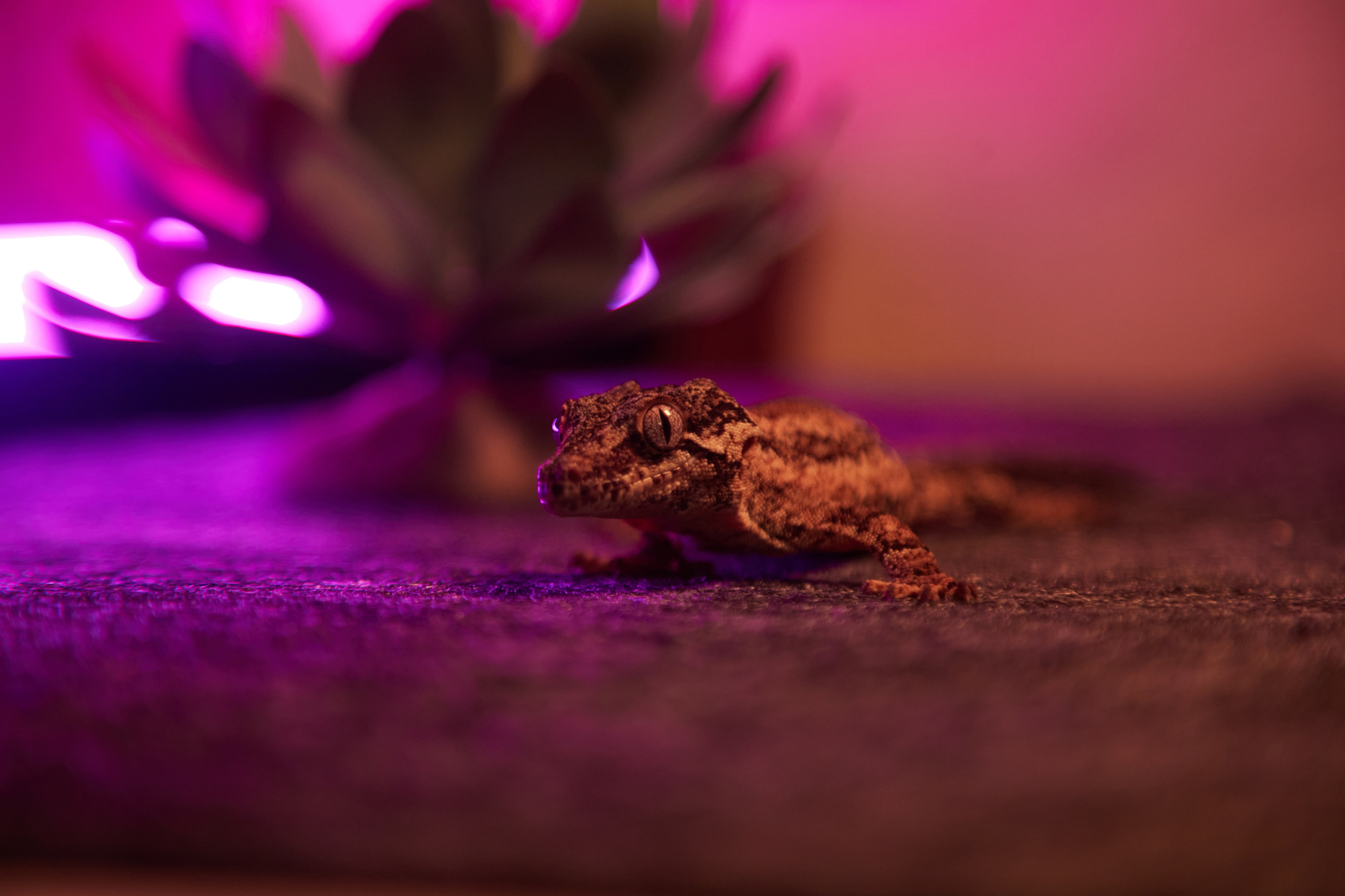 Фотосъёмка ящерицы среди растений при неоновой подсветке.