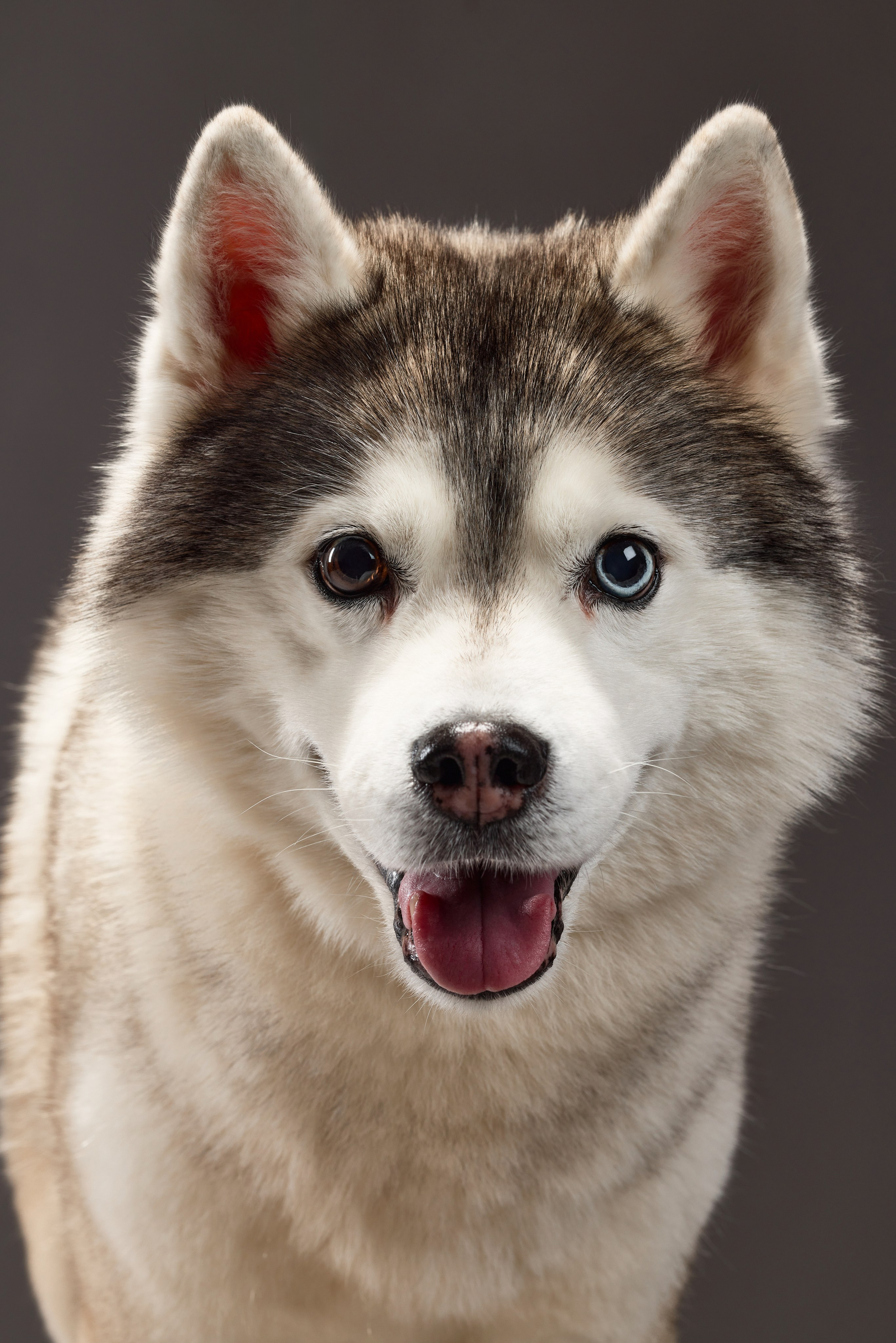 Pet photography. Фотограф Макс Давыдов