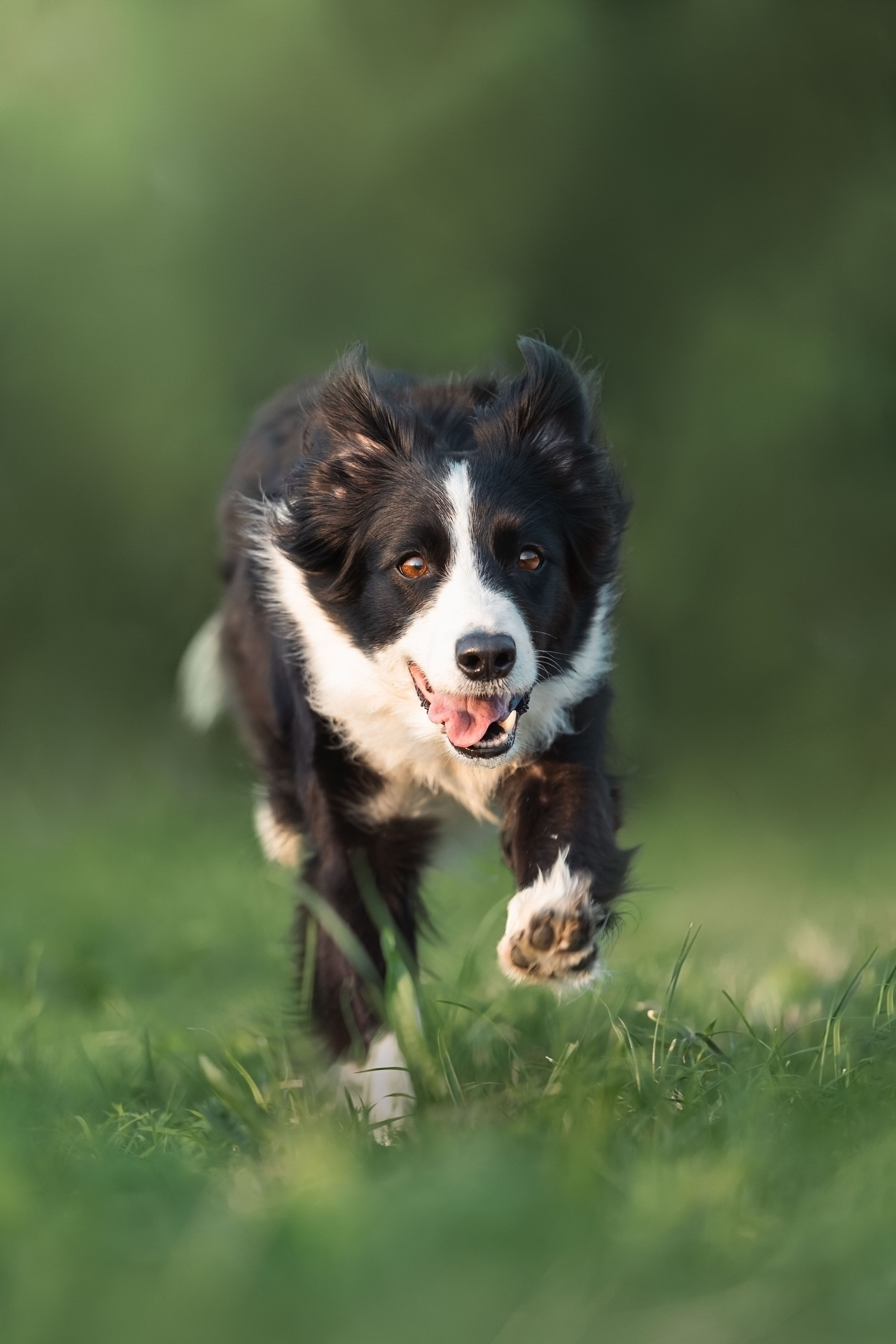 Белград, Калемегдан. Таня и Шегги. Фотограф анималист