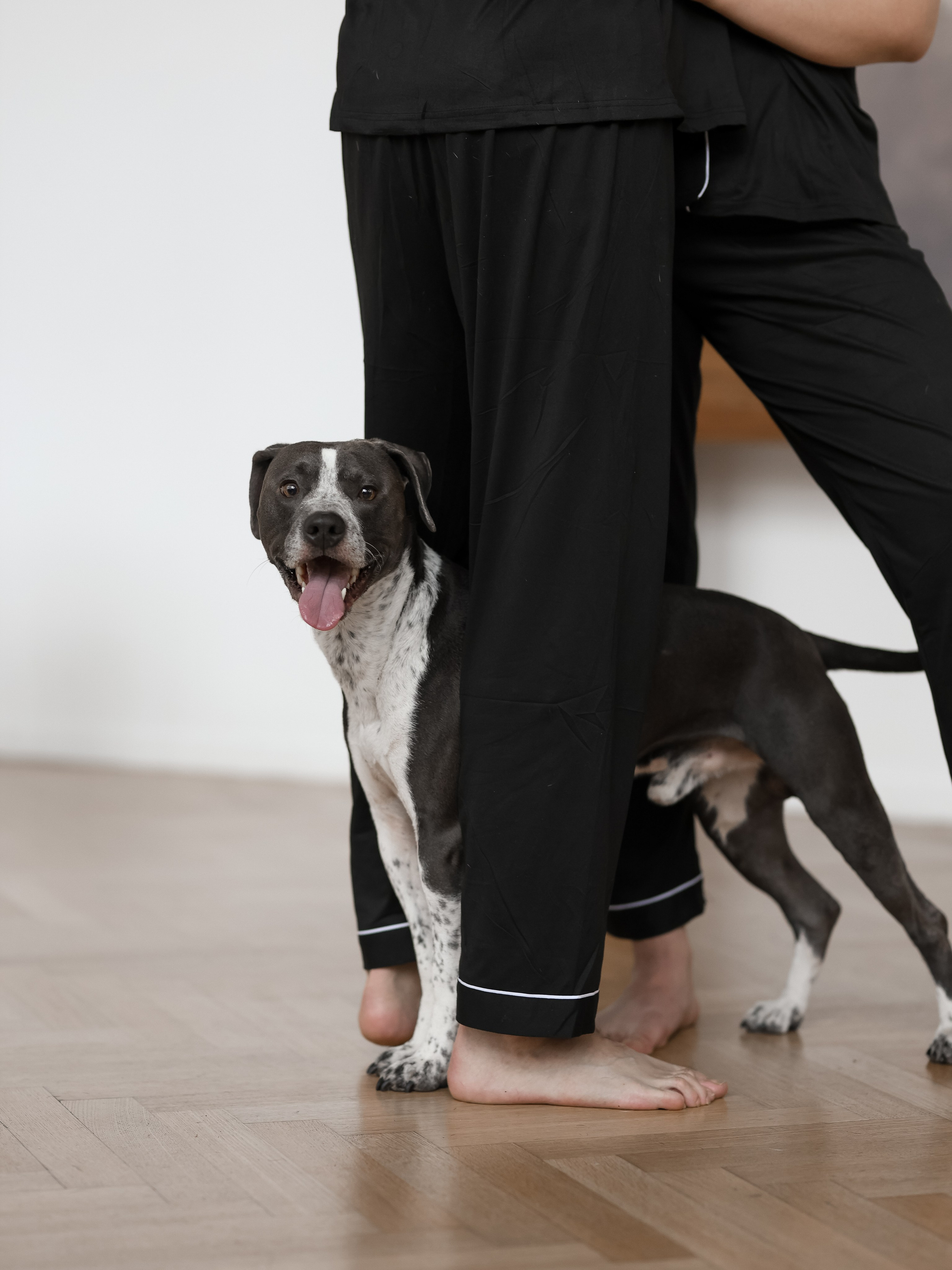 Тортик Даша и Никита. Фотограф-анималист в Москве Кириллова Татьяна