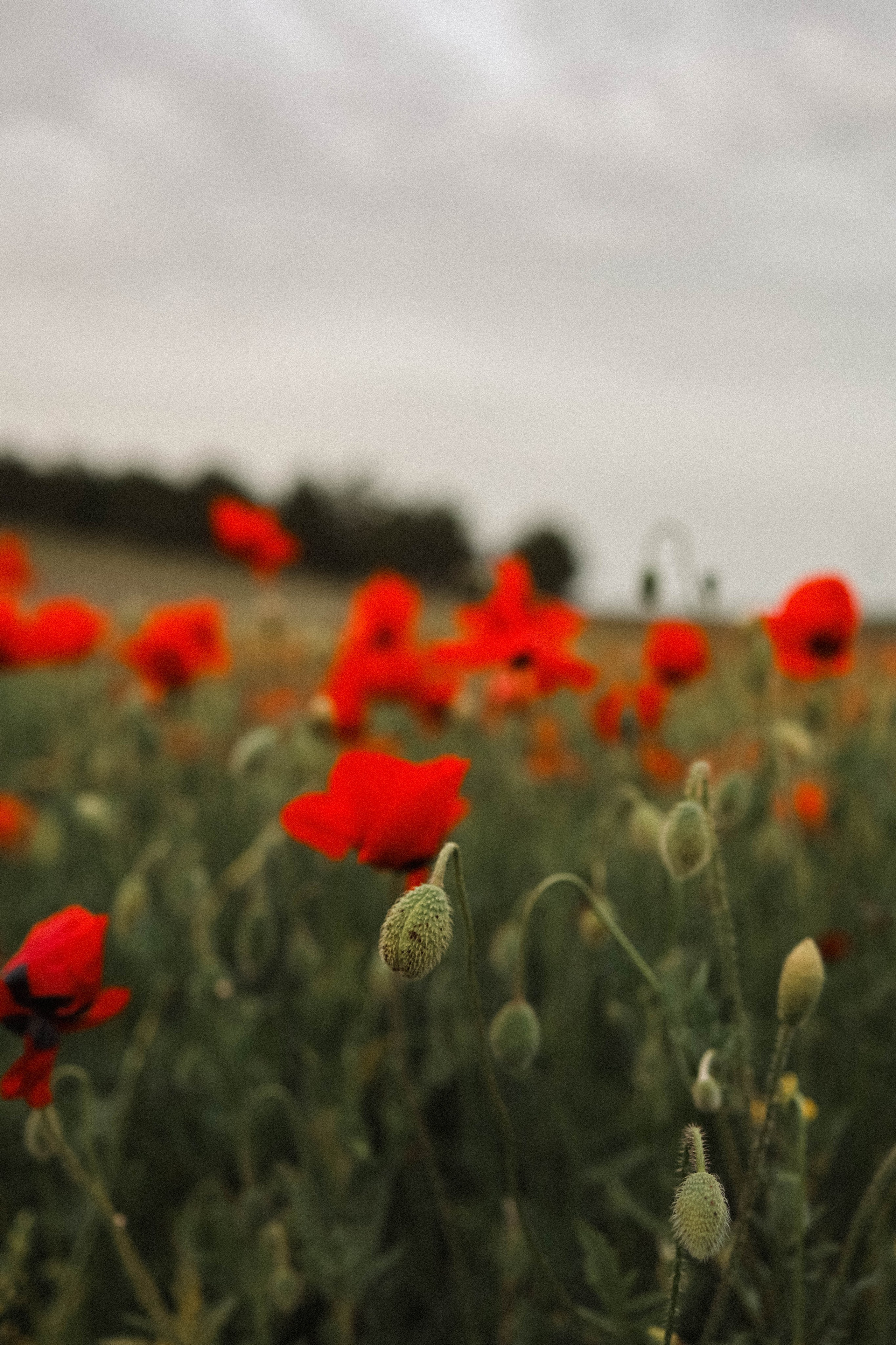 Маки. Фотограф Немазенко Ольга