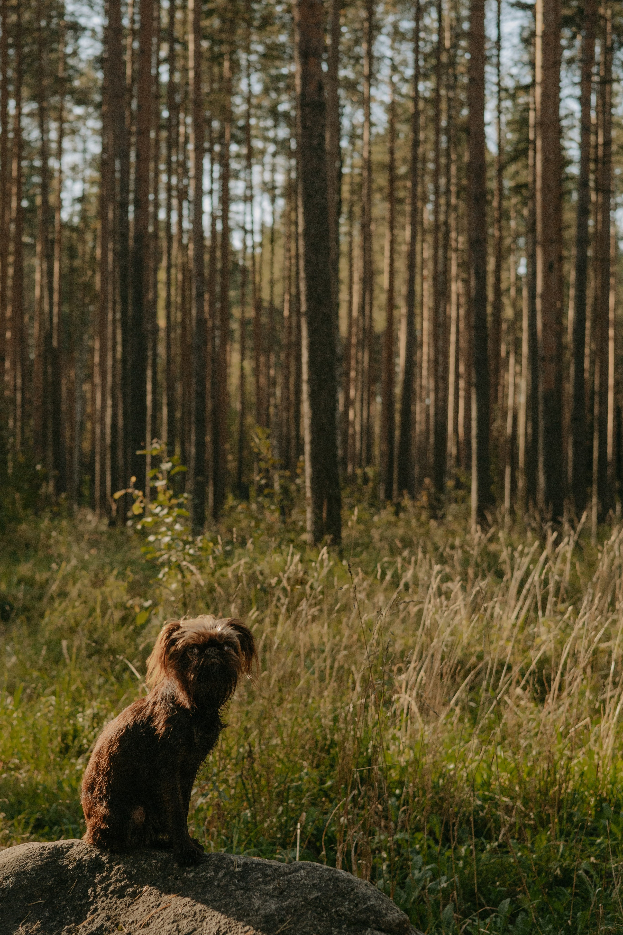 Катерина & Лунка. Фотограф — анималист •love-story•|Санкт-Петербург