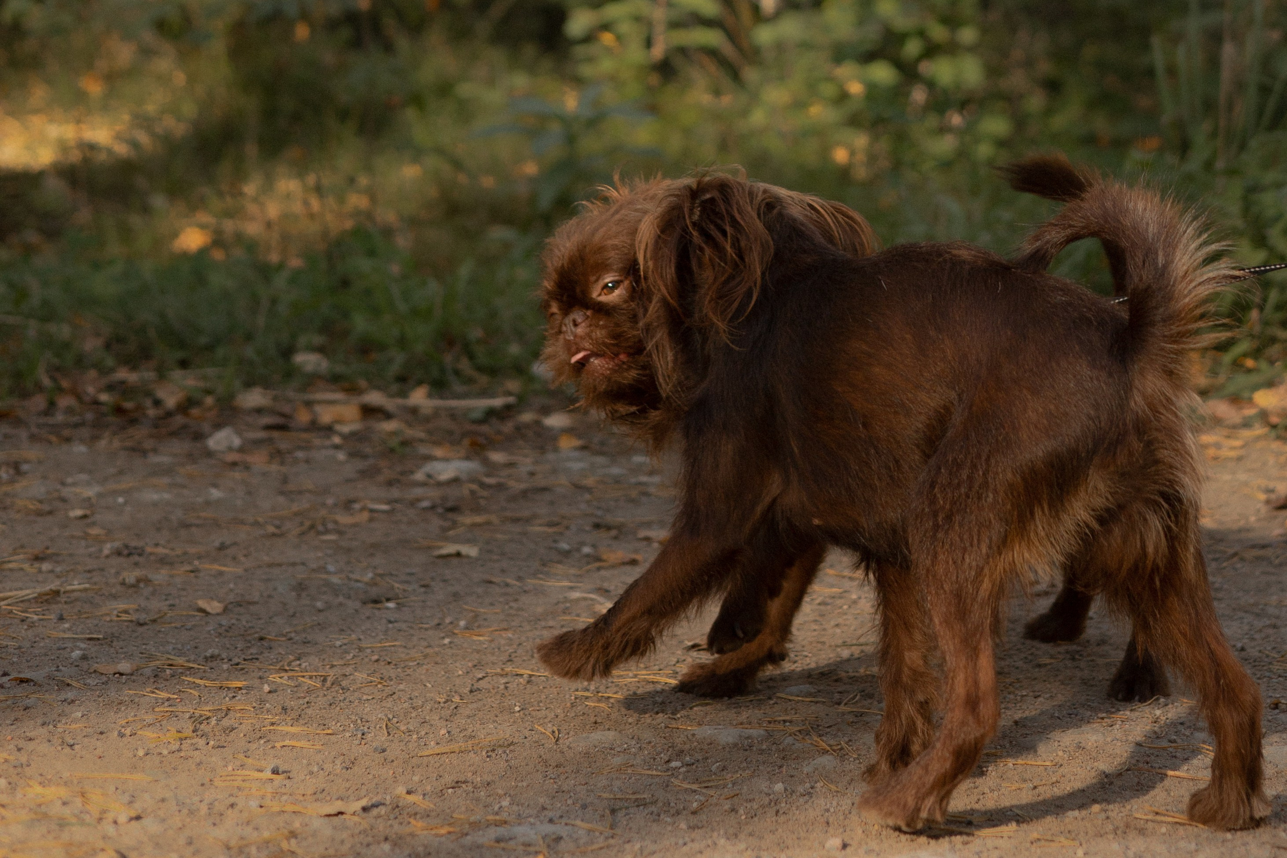 Катерина & Лунка. Фотограф — анималист •love-story•|Санкт-Петербург