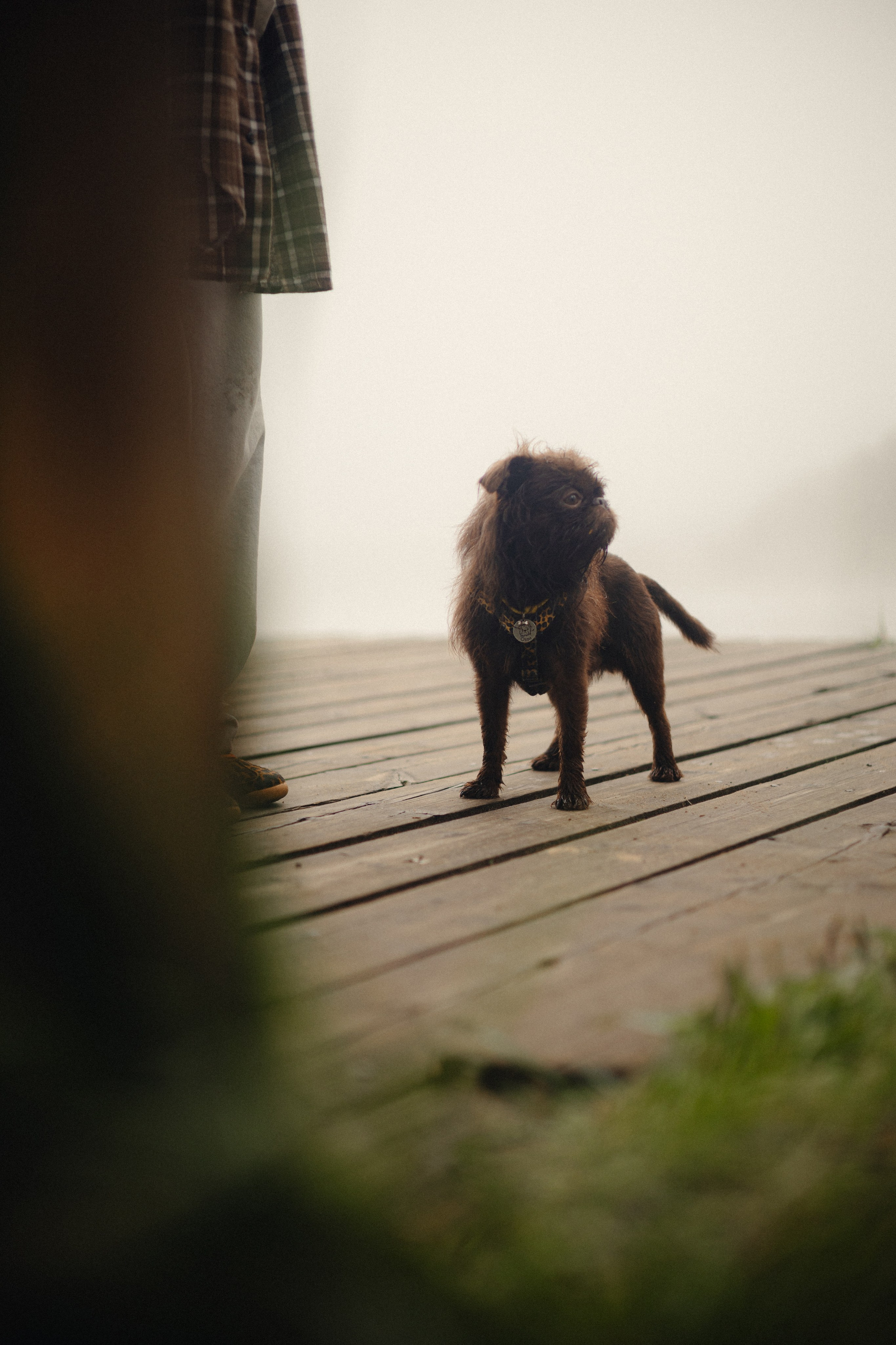 Наташа & Оззи & Йоша. Фотограф — анималист •love-story•|Санкт-Петербург