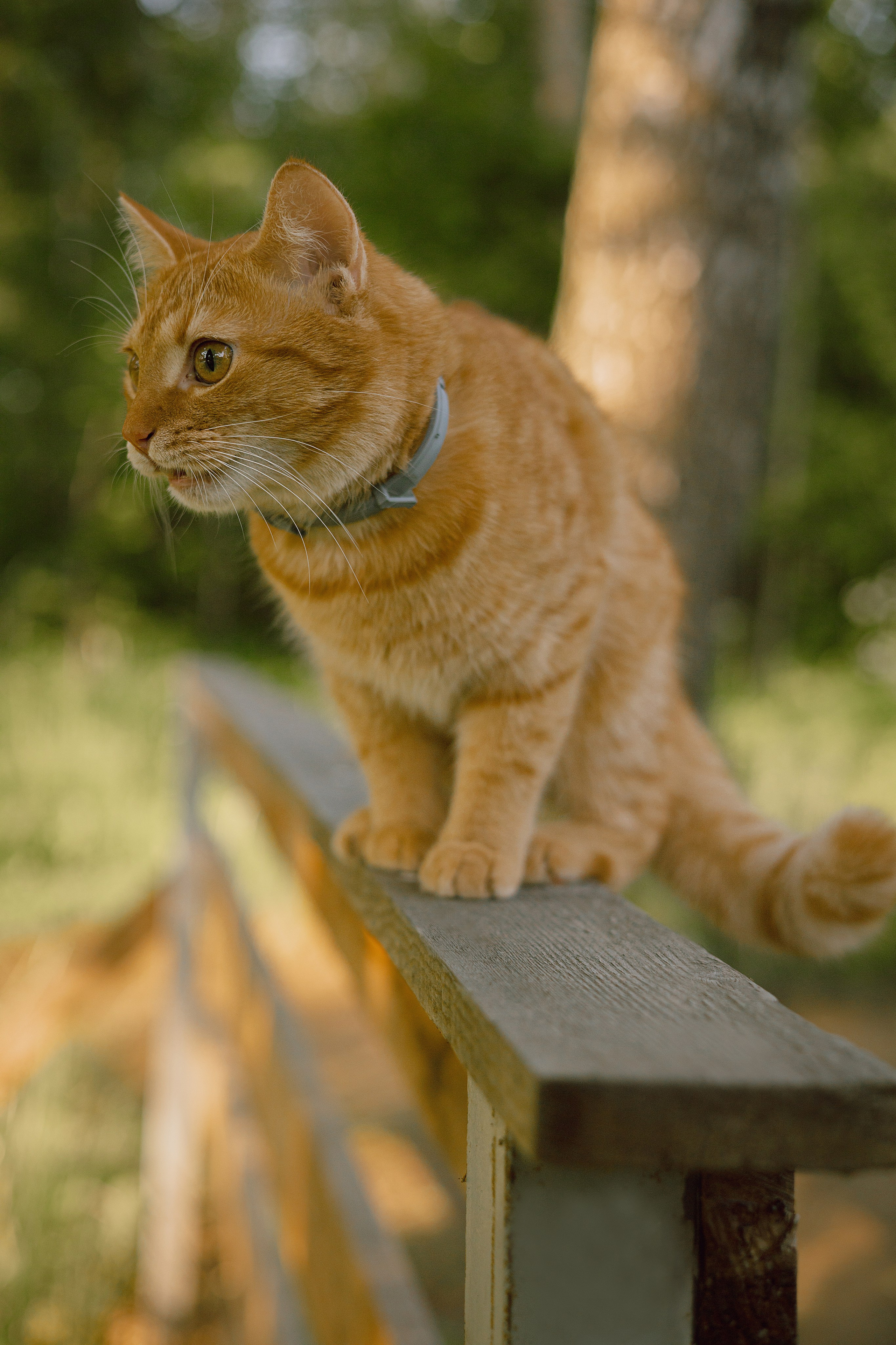 Макс и его семья. Фотограф — анималист •love-story•|Санкт-Петербург